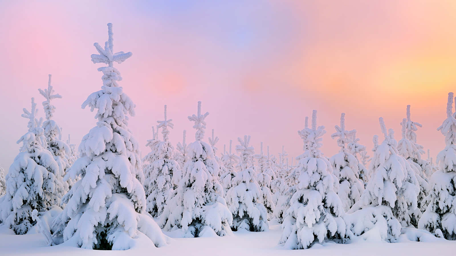 桌布 壁紙 — 積雪的常綠樹在粉紅和橙色的日出天空下靜靜矗立。