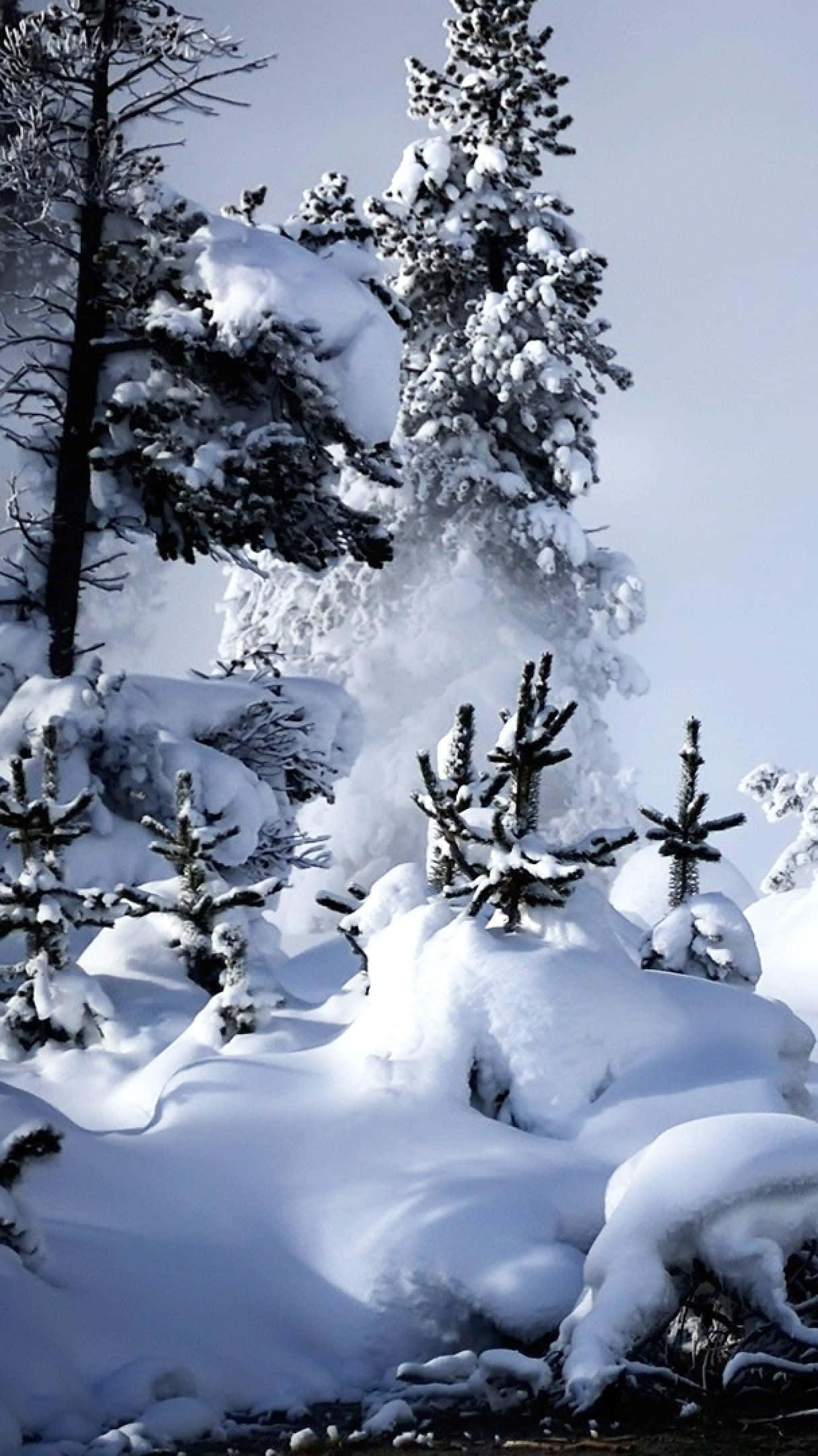 桌布 壁紙 — 積雪的常綠樹在蒼白的冬日天空下，聳立於寧靜的山林之中。