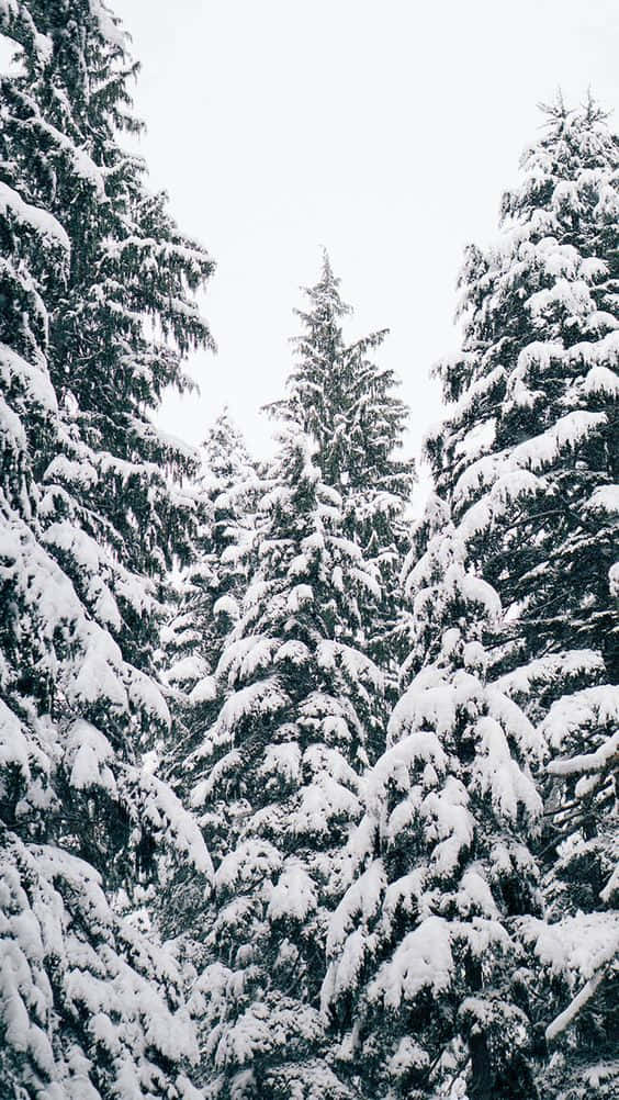 Snow iPhone 桌布 壁紙 — 積雪的常綠樹在蒼白的冬日天空下高高聳立，呈現寧靜的森林景象。