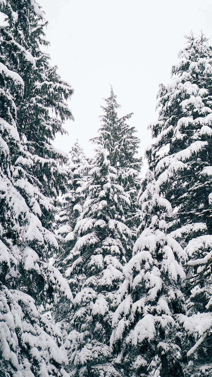 Christmas Tree iPhone 桌布 壁紙 — 積雪的常綠樹在蒼白的冬日天空下高高聳立，營造出寧靜的森林景象。