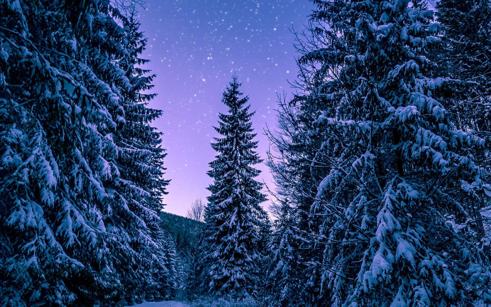 在星光燦爛的紫色夜空下，積雪的松樹。 — 4K 壁紙