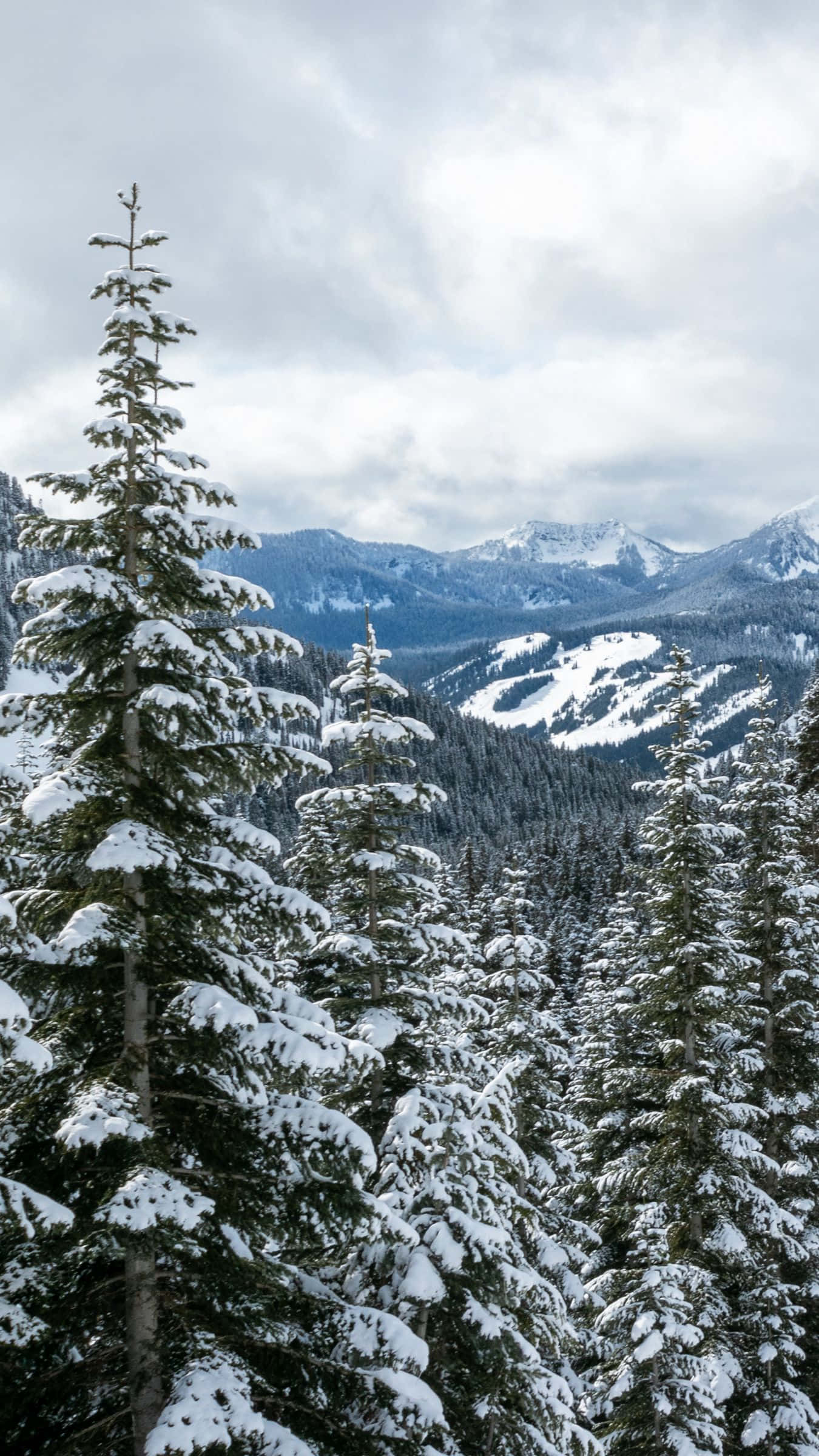 Snowy Forest 桌布 壁紙 — 積雪的常綠樹環繞著廣闊的山谷，背景是陰沉的冬日天空。