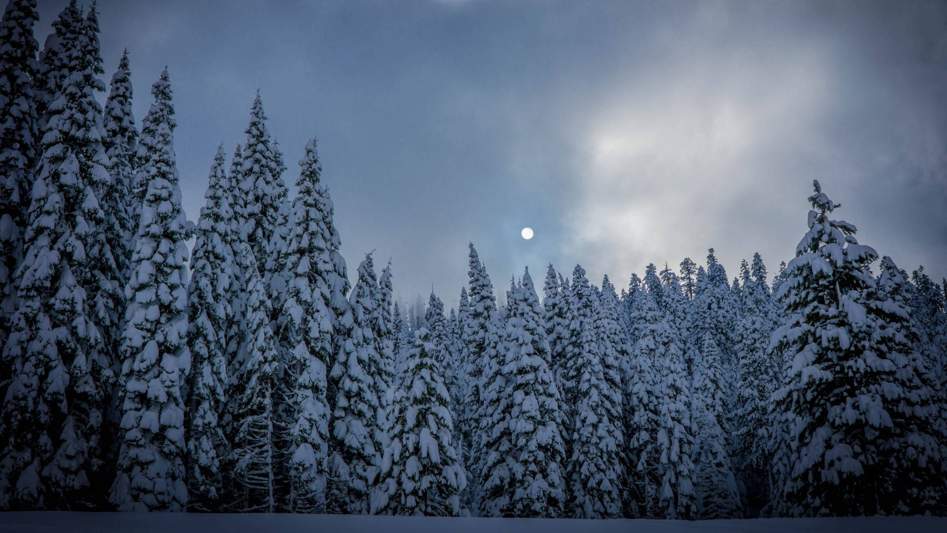 Winter Scene 桌布 壁紙 — 積雪的常青樹在多雲的夜空下高高聳立，一輪明月在上方閃耀。