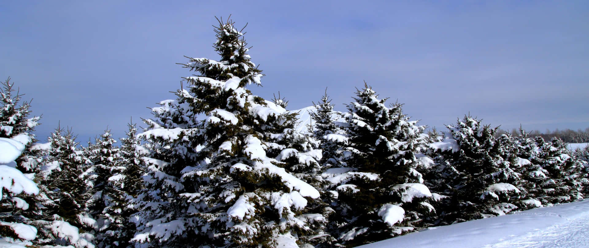 晴朗藍天下冬季森林中積雪的松樹。 — 2560x1080 動態桌布 壁紙