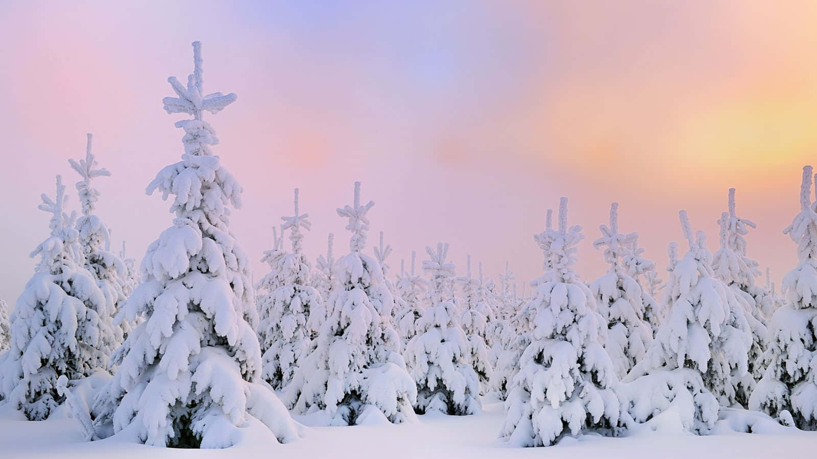 Winter Forest 桌布 壁紙 — 積雪的常青樹在柔和的粉紅和橙色暮色天空下靜靜矗立。