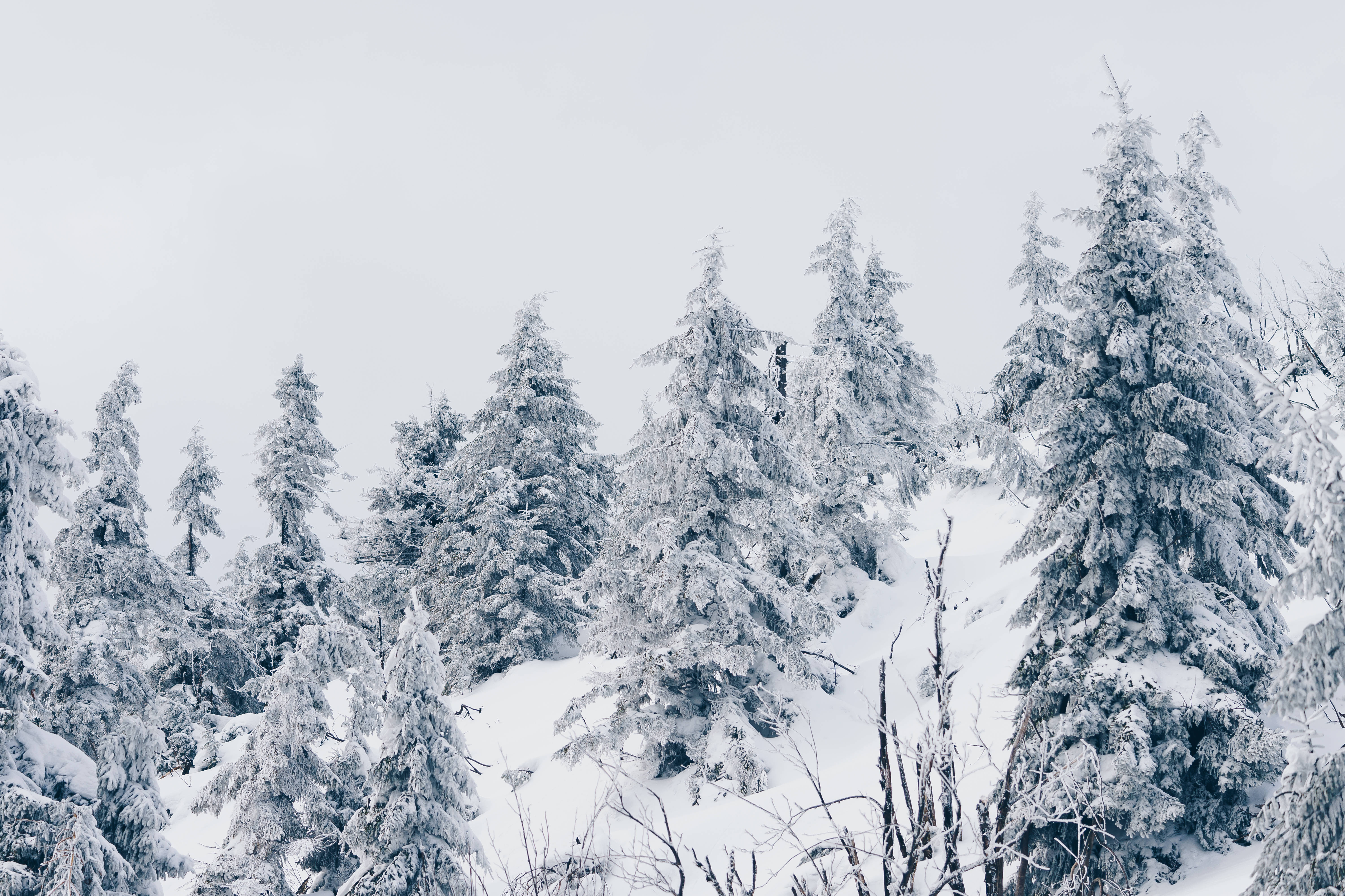 冬季桌面 桌布 壁紙 — 積雪的常青樹在蒼白的冬日天空下，聳立於寧靜的山林之中。