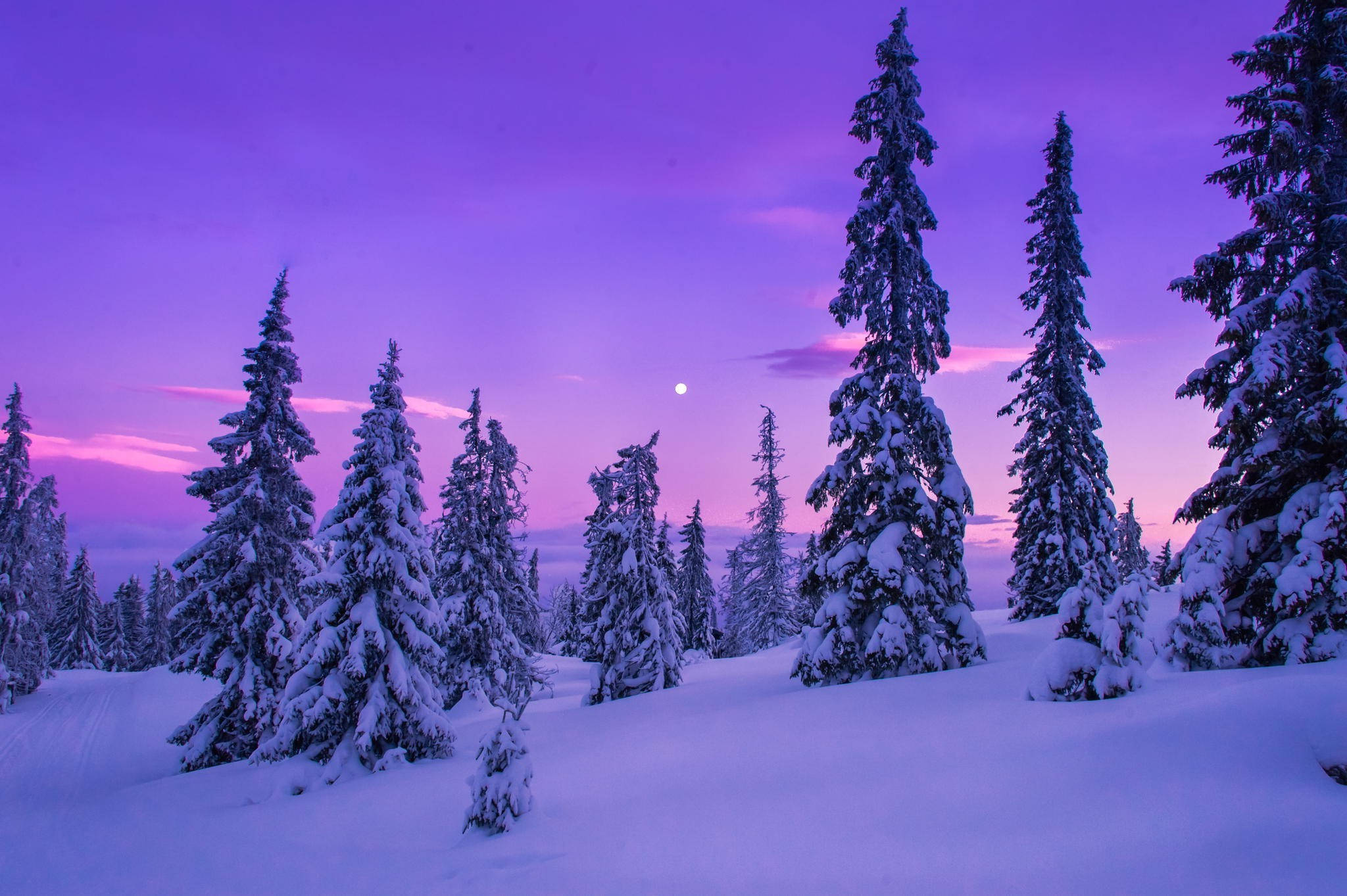 雪景 桌布 壁紙 — 積雪的松樹在充滿活力的紫色和粉紅色暮色天空下高聳，伴隨著發光的月亮。