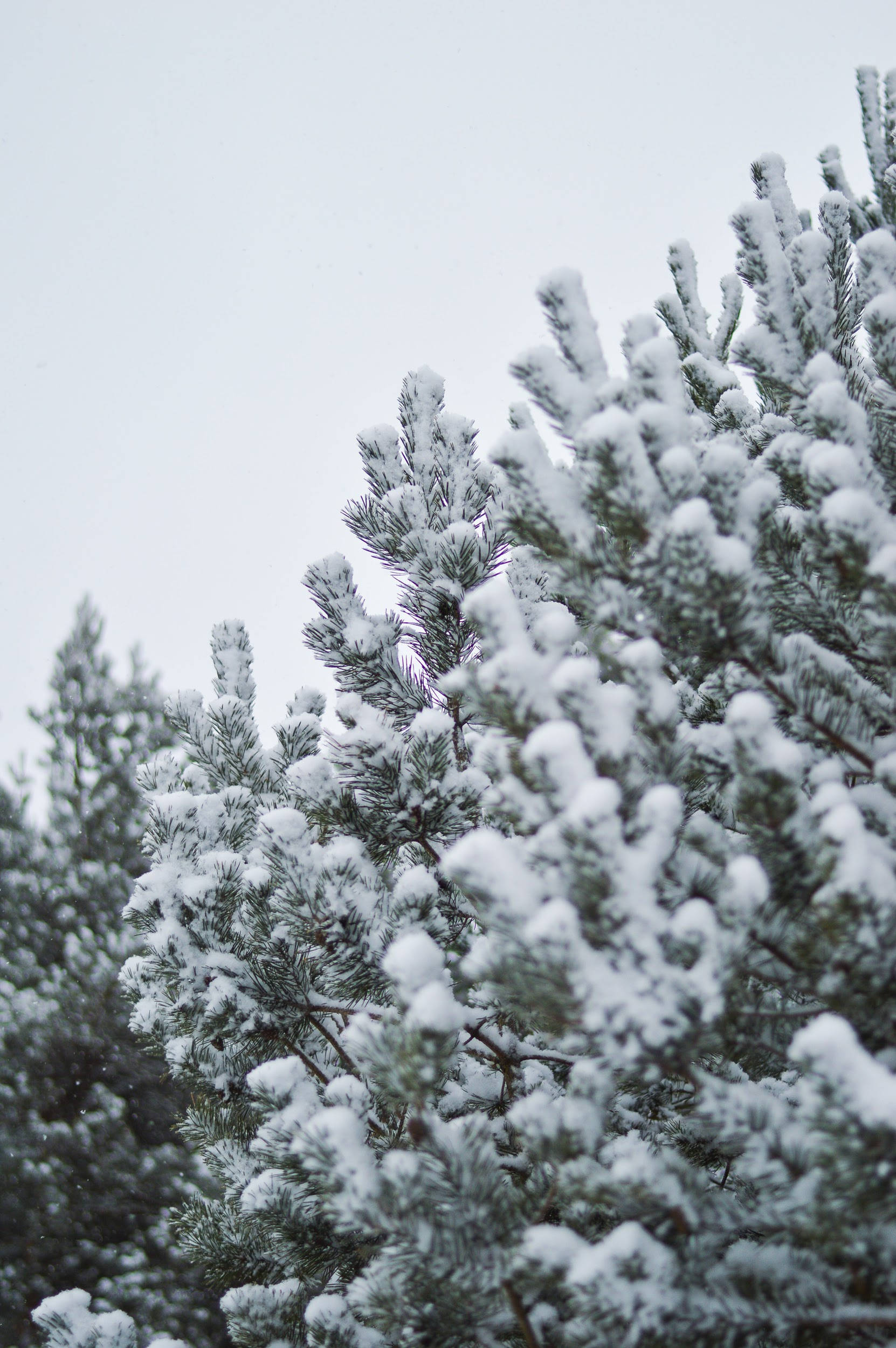 Winter Christmas 桌布 壁紙 — 積雪的松樹枝在寧靜的冬季森林中，在柔和的多雲天空下閃閃發光。