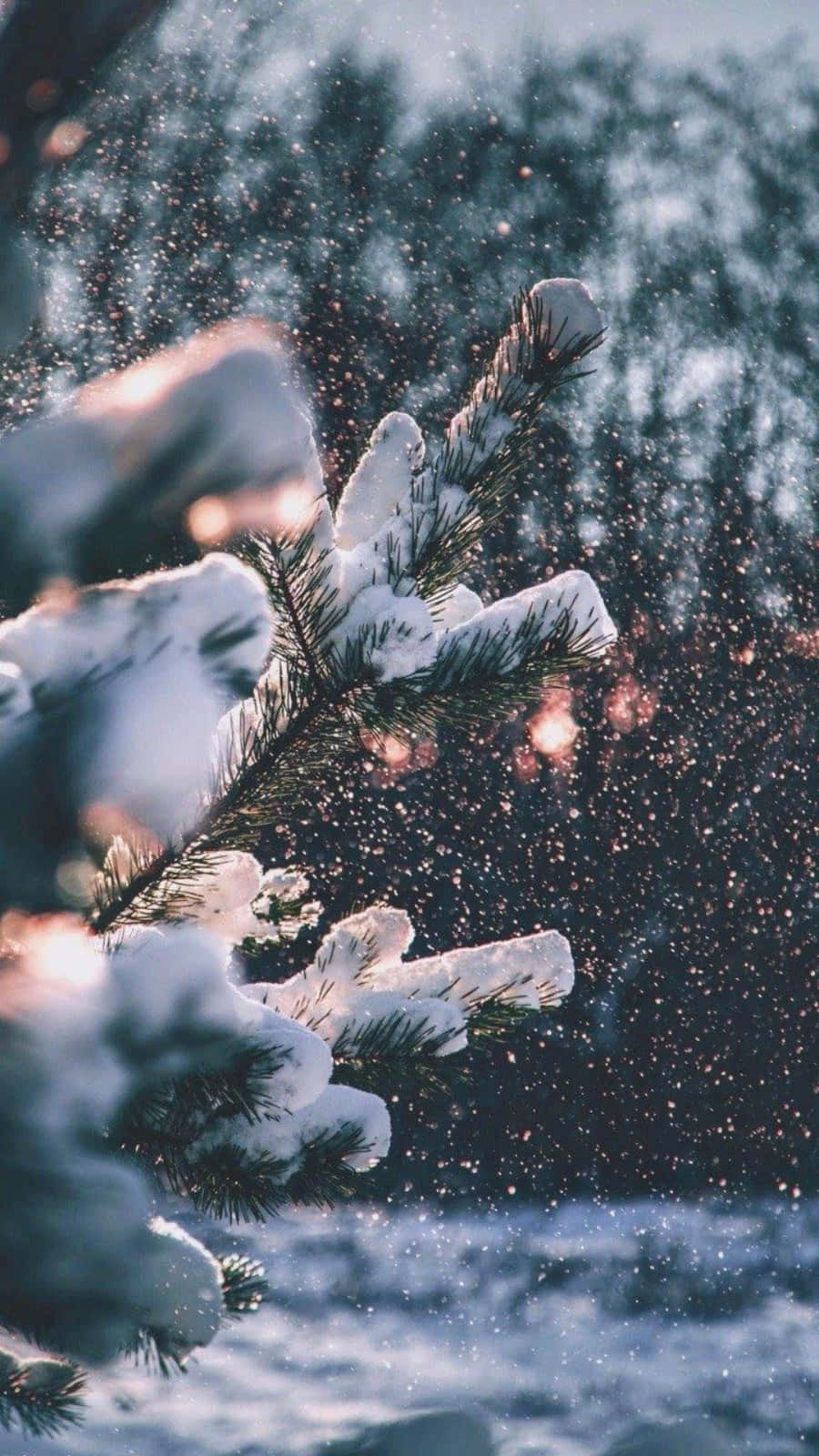 聖誕燈飾 桌布 壁紙 — 積雪的松樹枝條在柔和的藍色暮色背景下閃爍著飄落的雪花。