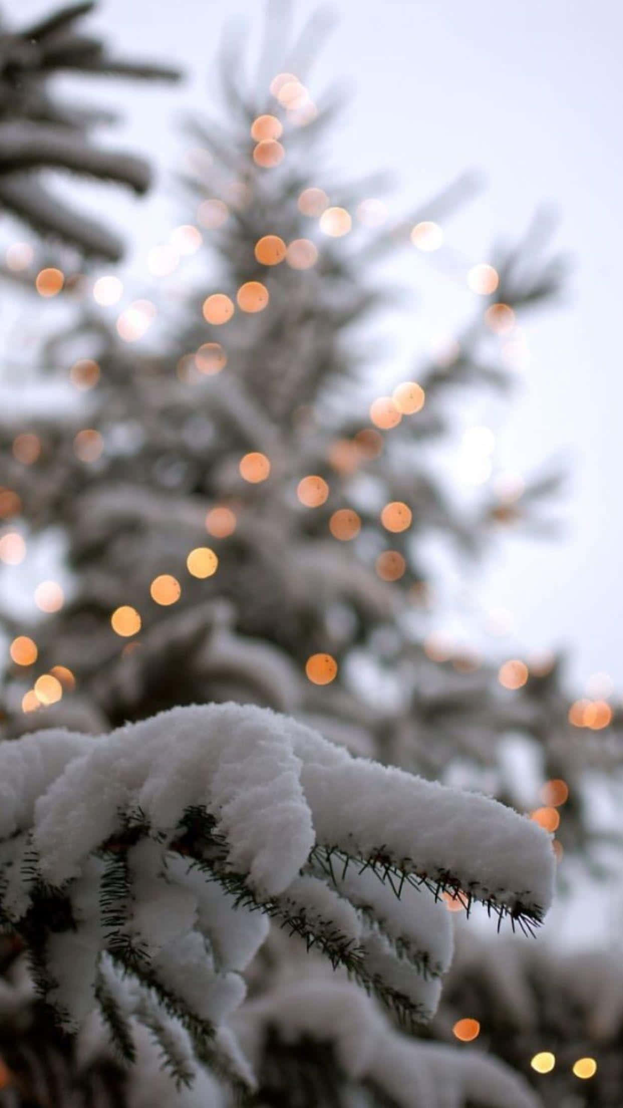 Cute Winter Aesthetic 桌布 壁紙 — 積雪的松樹枝條在淡白的冬日天空背景下，柔和地閃爍著模糊的節日燈光。