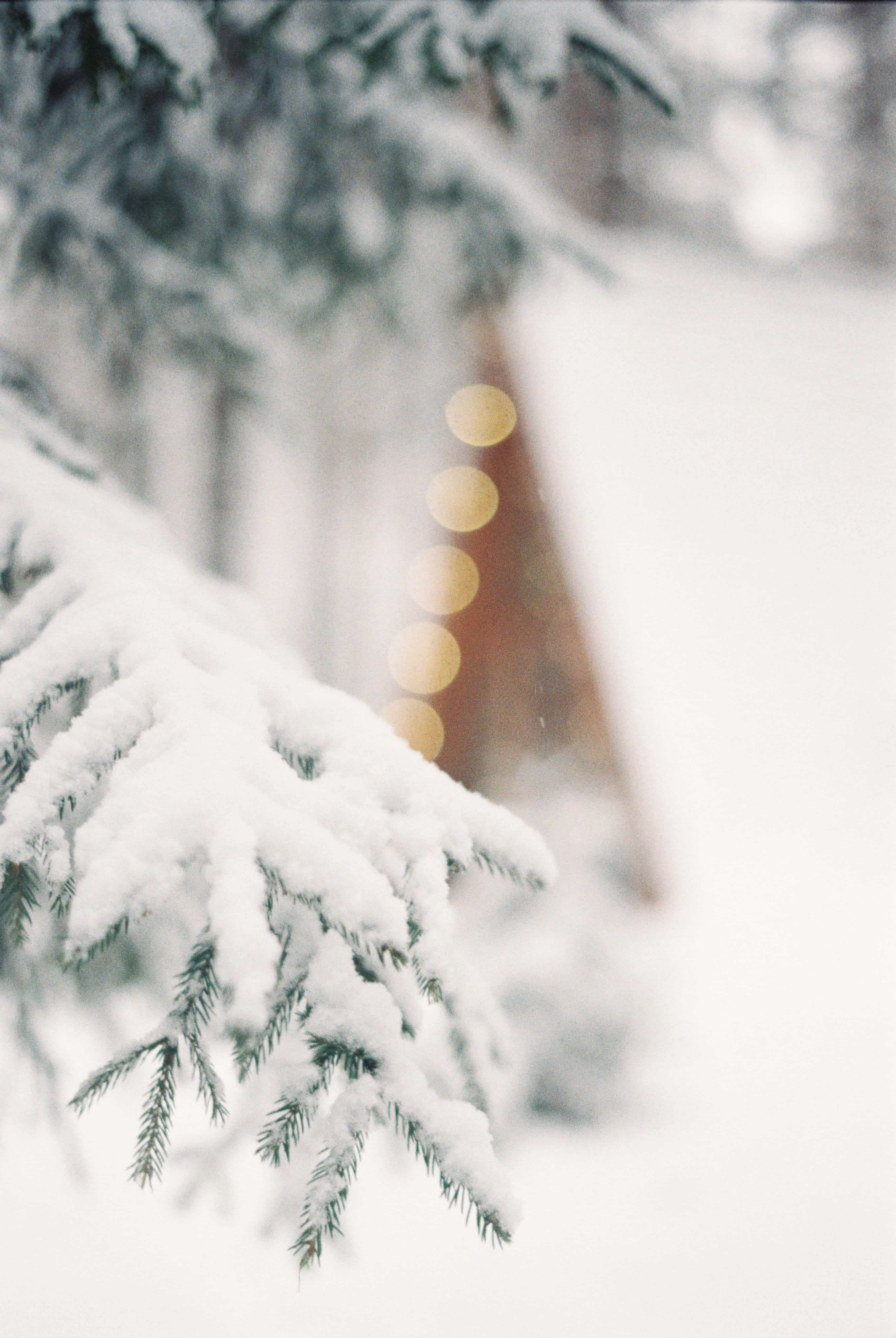 Christmas Snow 桌布 壁紙 — 積雪的松樹枝條在雪白的冬日背景下框出柔和的金色散景燈光。