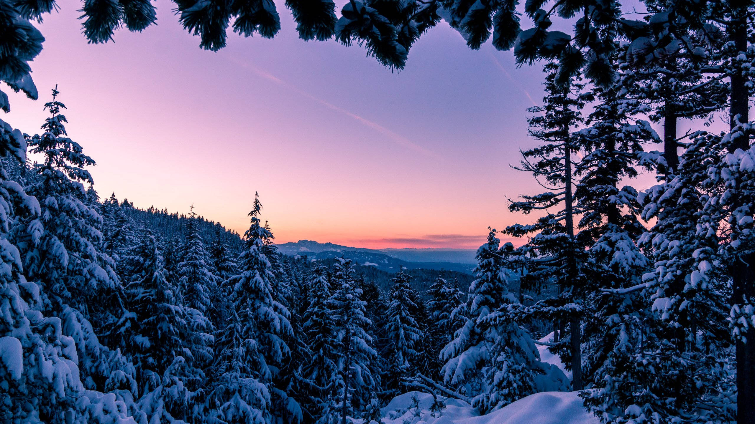 加拿大 桌布 壁紙 — 積雪的松樹框住了寧靜的冬日夕陽，遠山之上呈現紫色和橙色的色調。