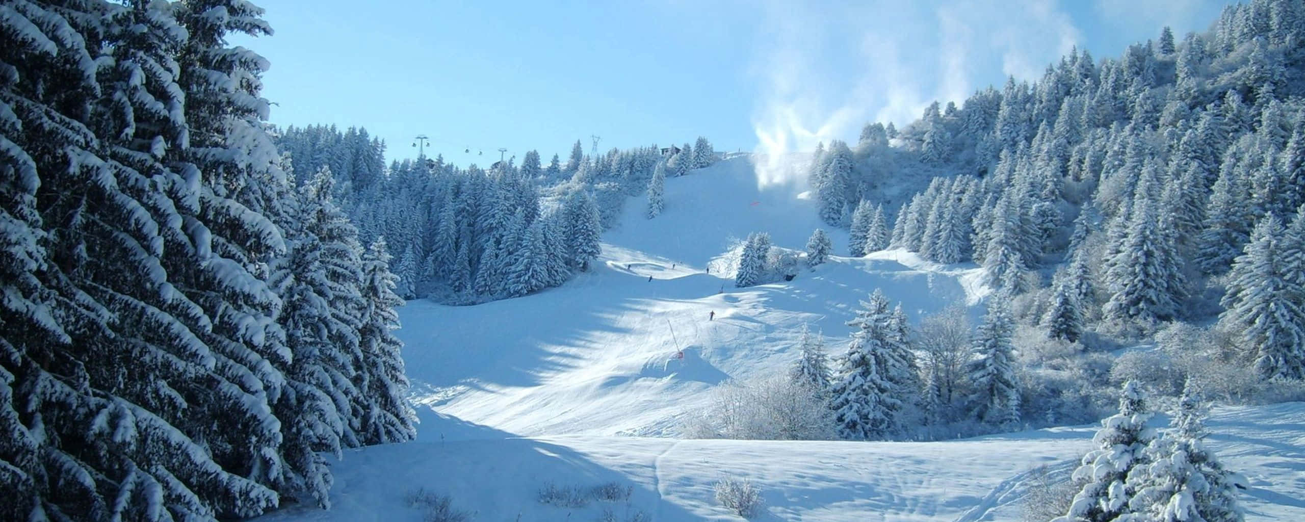 山景 桌布 壁紙 — 積雪的松樹框住了滑雪坡道上方的明亮藍天，滑雪者和造雪機正在運作。