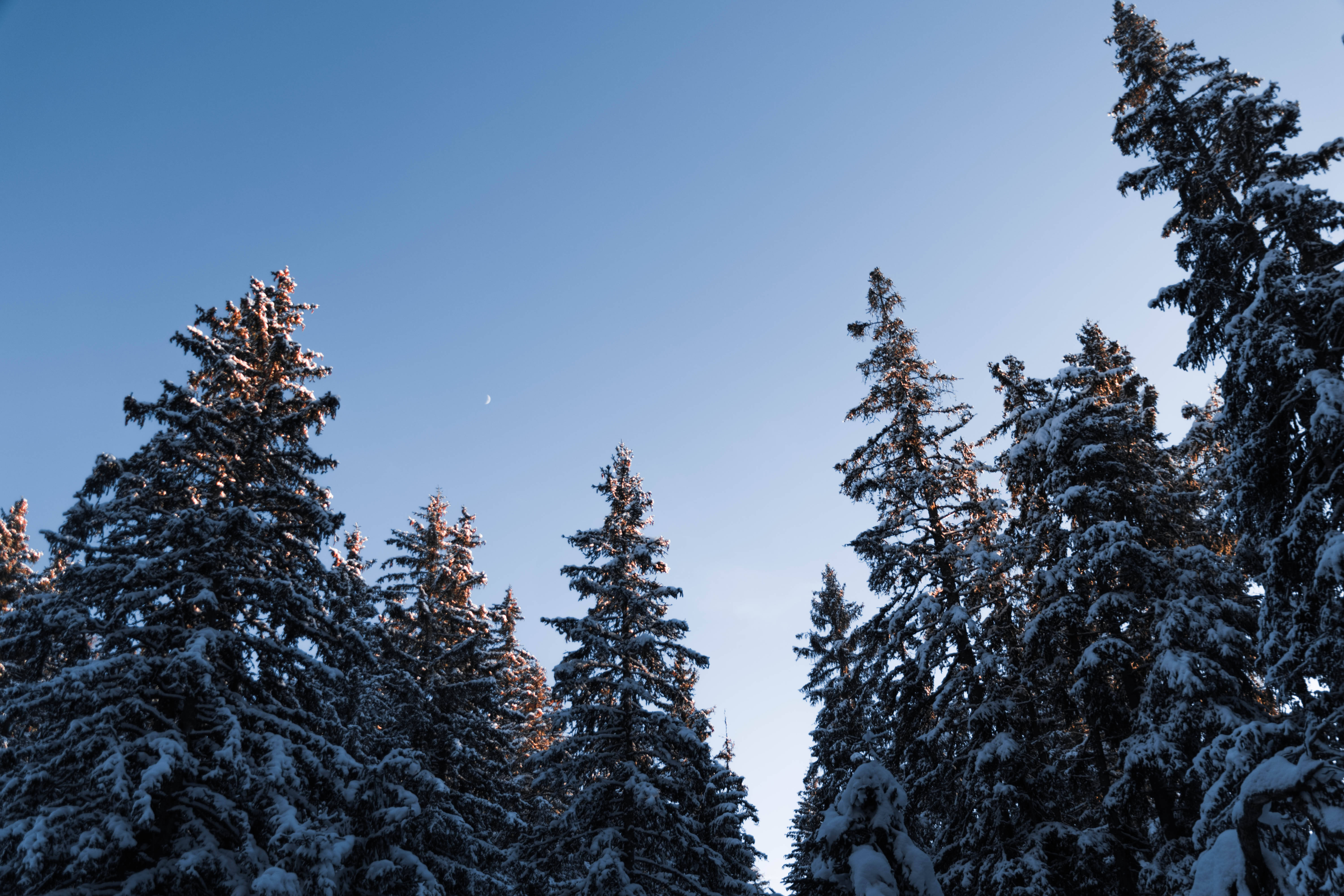 樹木 桌布 壁紙 — 積雪的松樹框住清澈的藍天，一彎纖細的月牙在上方柔和發光。
