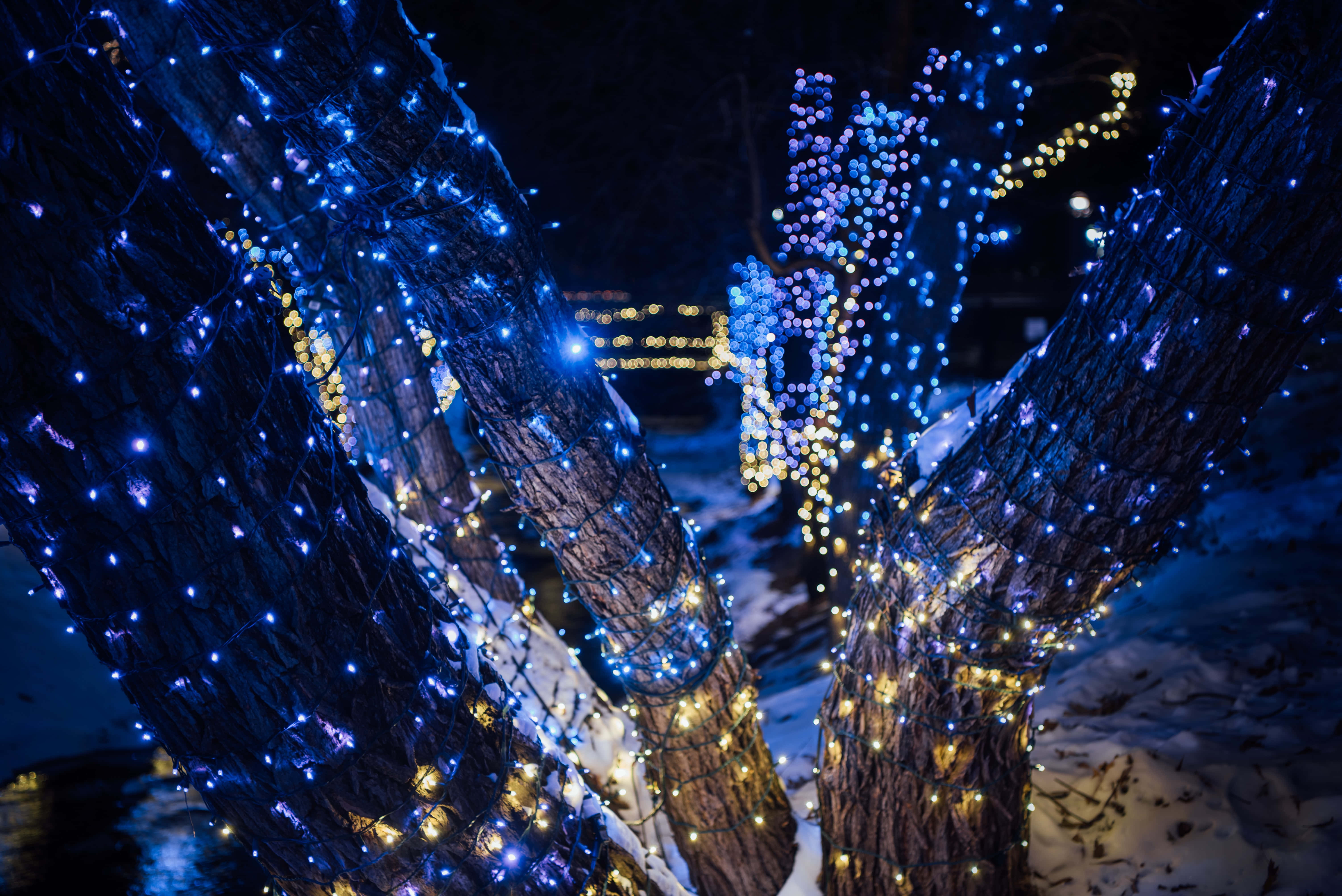 Christmas Light 桌布 壁紙 — 積雪的樹幹在黑暗的冬夜中閃爍著藍色和金色的串燈。