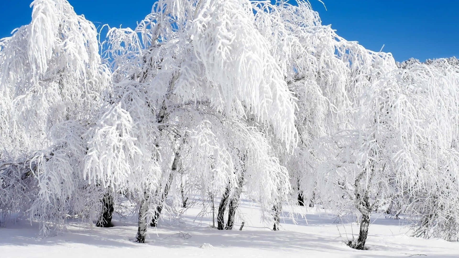 High Resolution Snow 桌布 壁紙 — 積雪的樹木在厚重的霜凍下彎曲，映襯著鮮豔的藍色冬日天空。