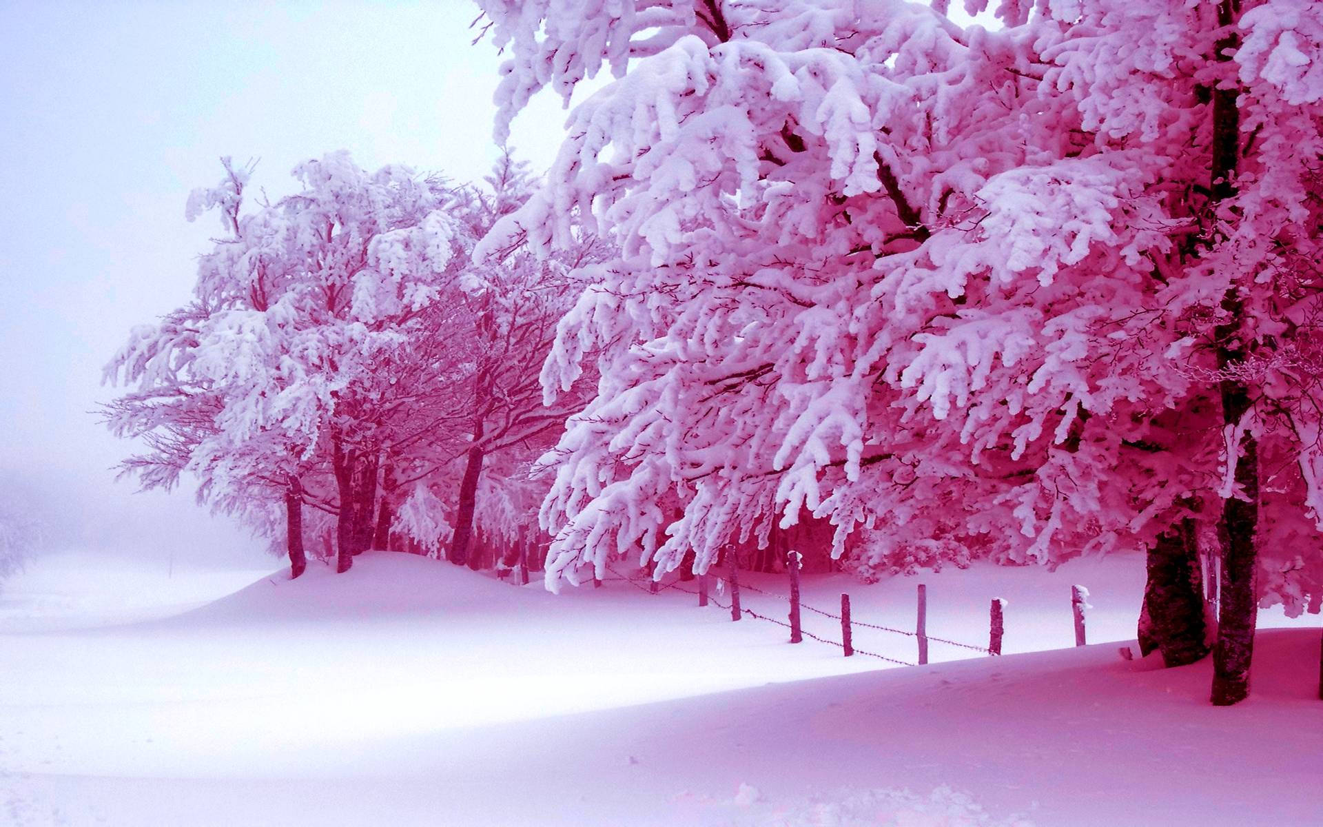 雪景 桌布 壁紙 — 積雪的樹木在朦朧的冬日天空下散發出超現實的粉紅色光芒，前景是白雪覆蓋的籬笆。