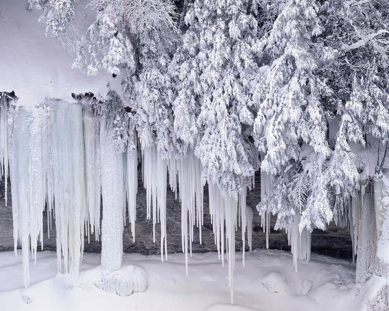 High Resolution Snow 桌布 壁紙 — 積雪的樹木滴落長長的冰柱，在寧靜的冬季森林場景中。
