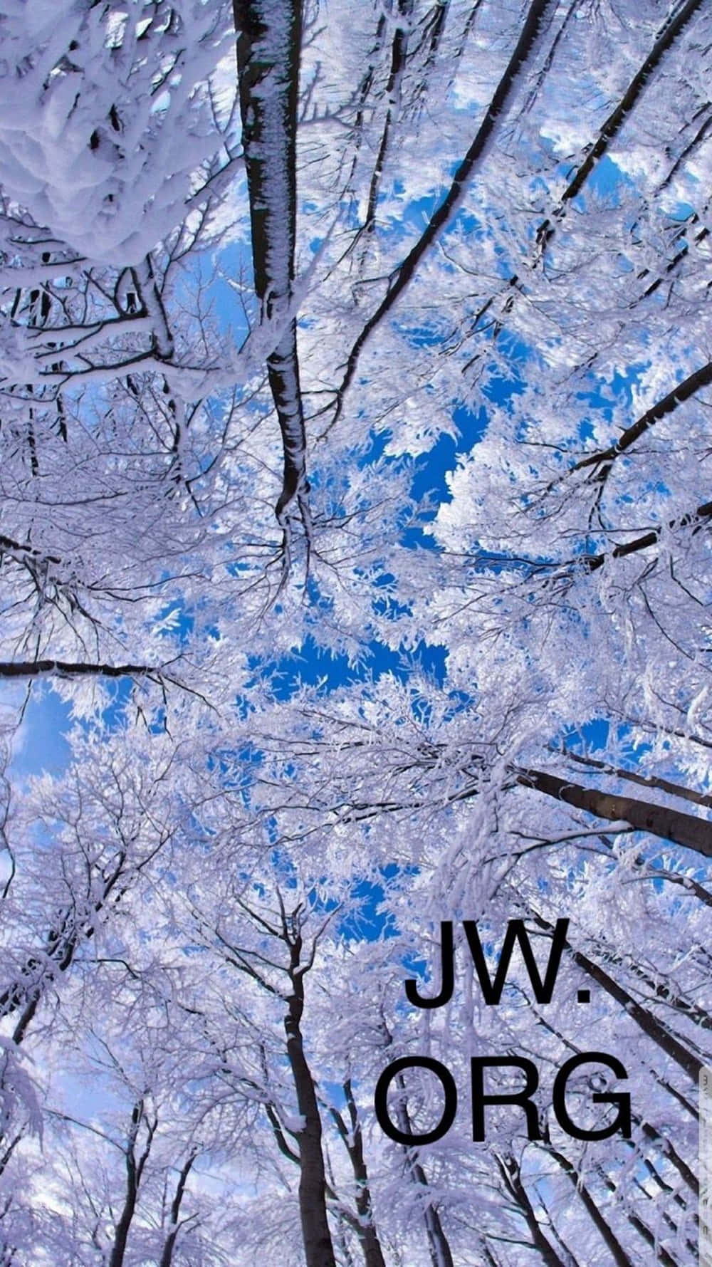  壁紙 — 積雪的樹枝在冬日森林場景中拱起，襯托著充滿活力的藍天。
