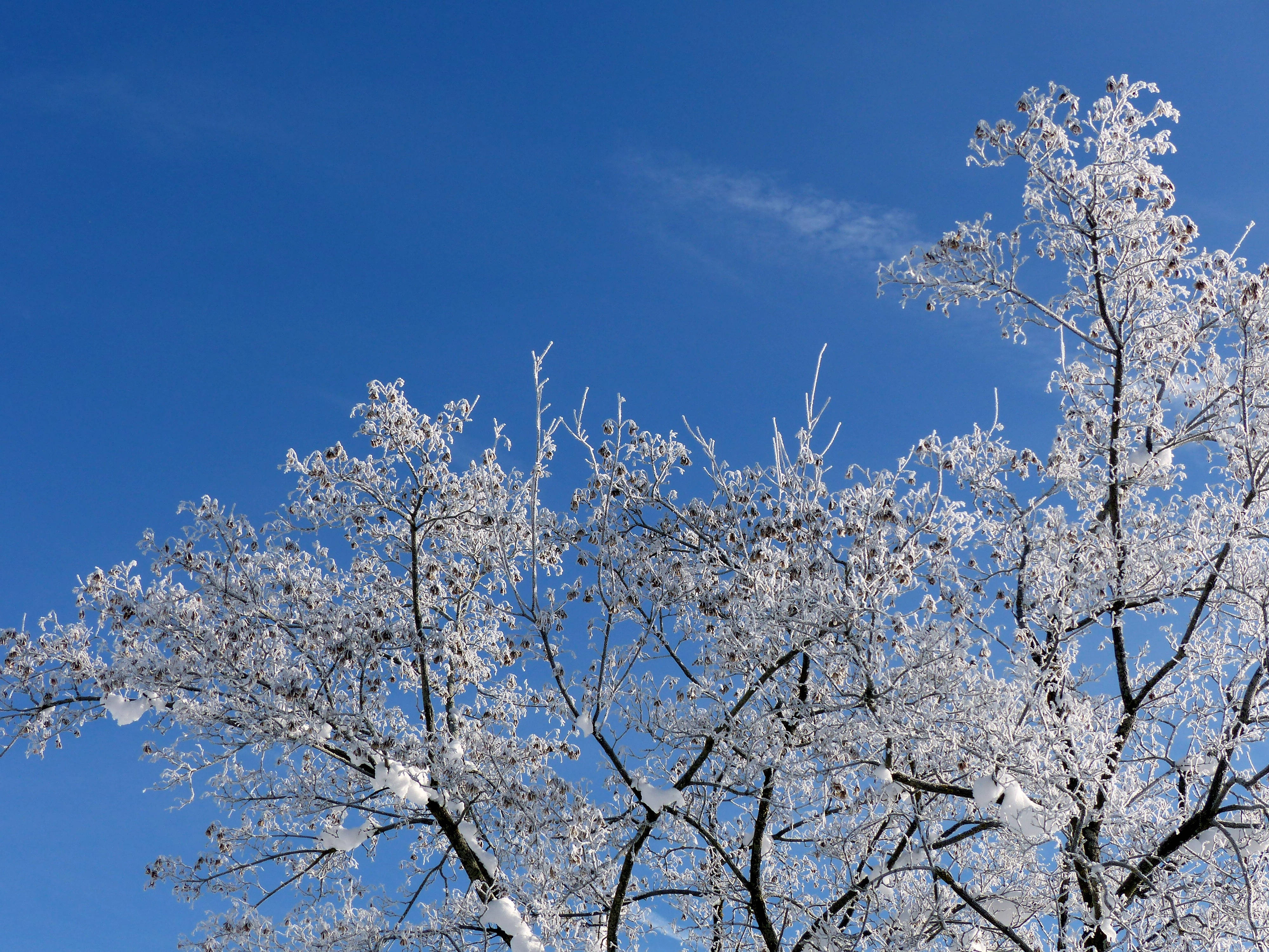 雪景 桌布 壁紙 — 積雪的樹枝在冬日藍天和薄雲下閃閃發光。