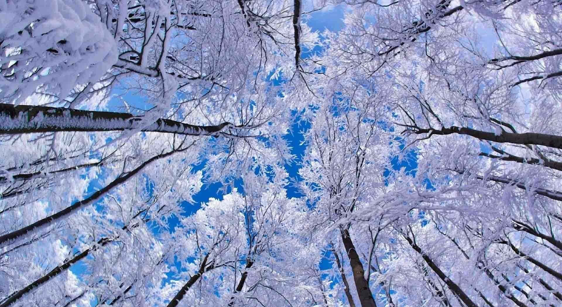 冬季美學 桌布 壁紙 — 積雪的樹枝在清新的冬日森林中向上拱起，映襯著鮮豔的藍天。