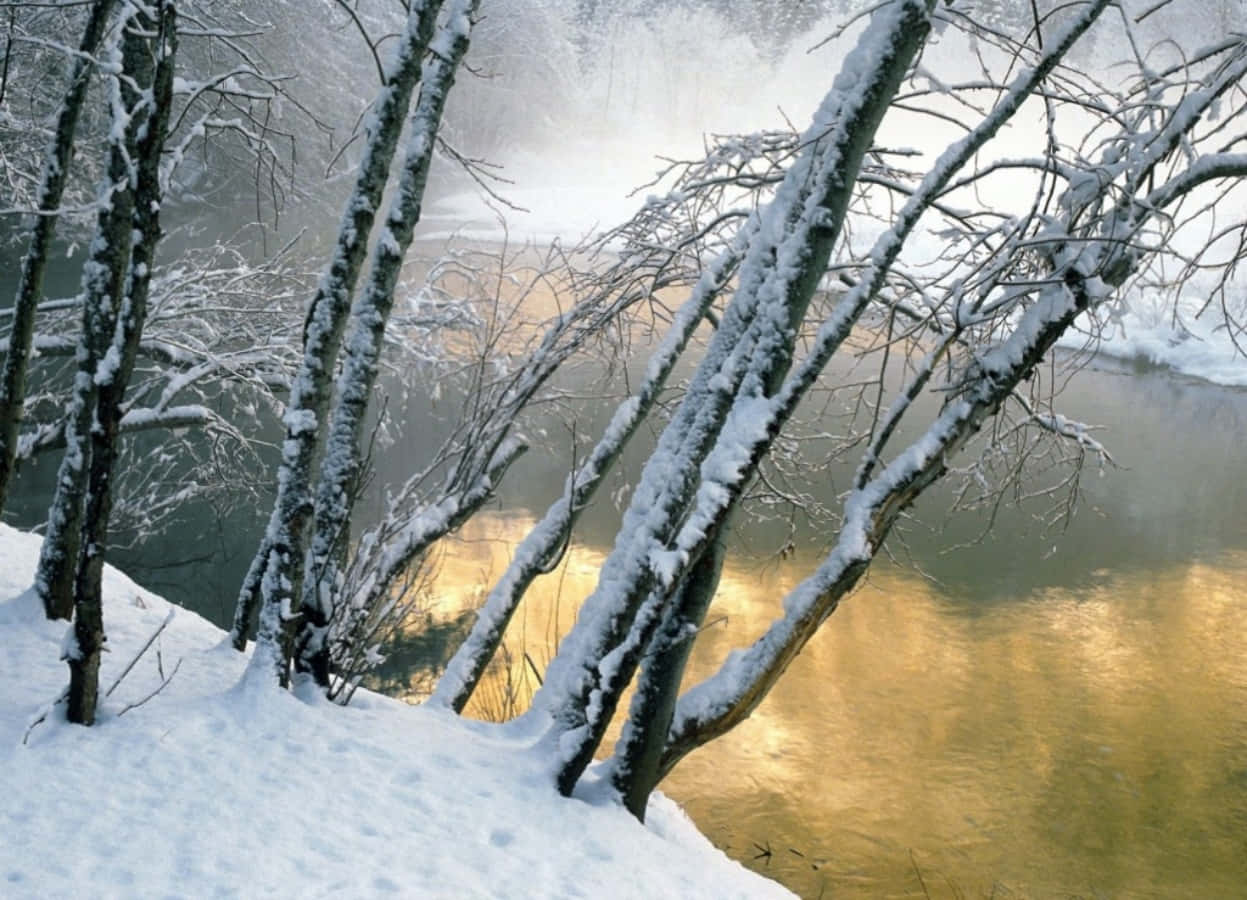 冬季 桌布 壁紙 — 積雪的樹枝框住一條霧氣瀰漫的河流，河流閃耀著金色的日出倒影。