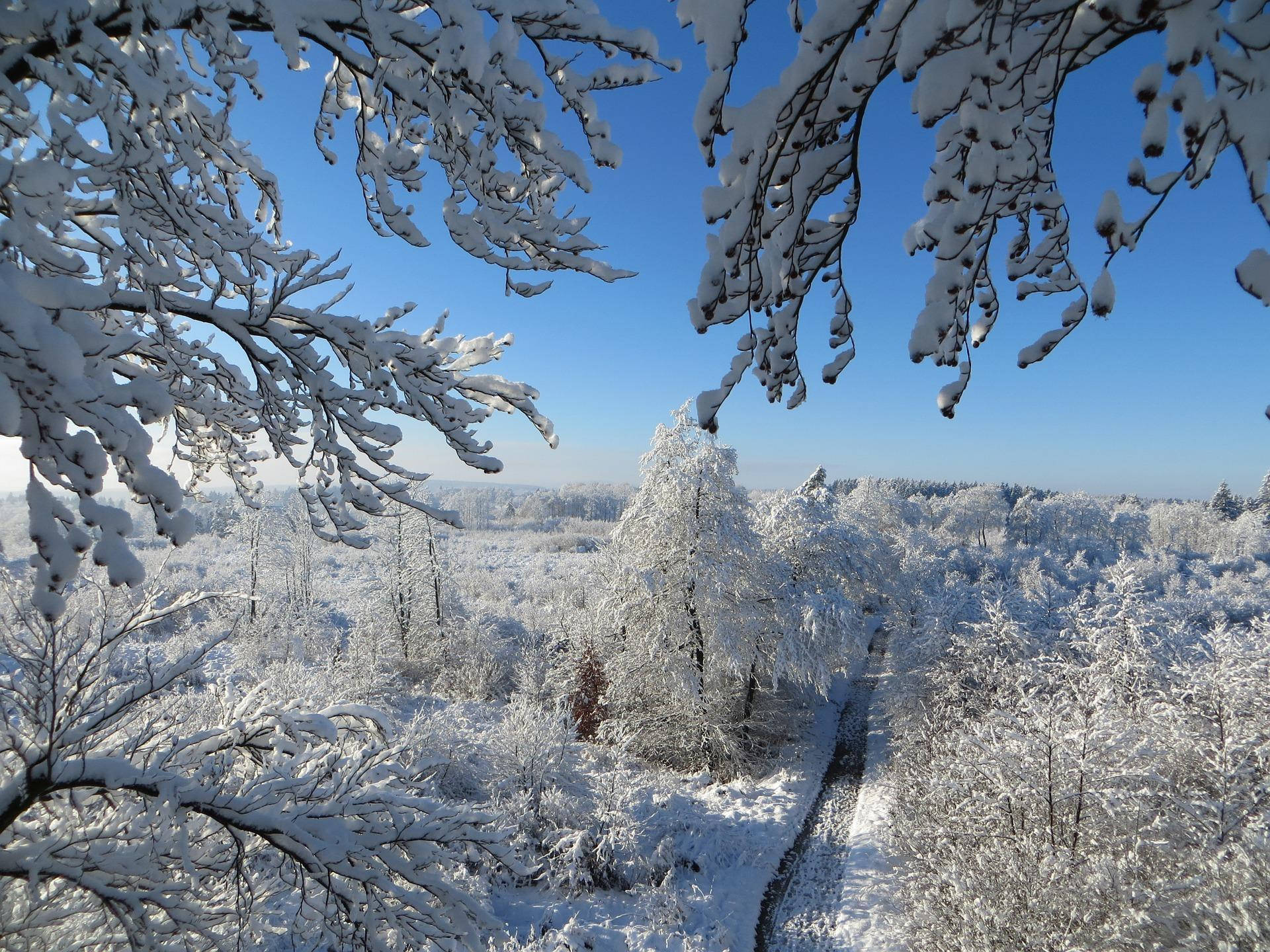 雪景 桌布 壁紙 — 積雪的樹枝框住了一個寧靜的冬季森林，在晴朗的藍天下，一條蜿蜒的小路穿過霜凍的樹木。