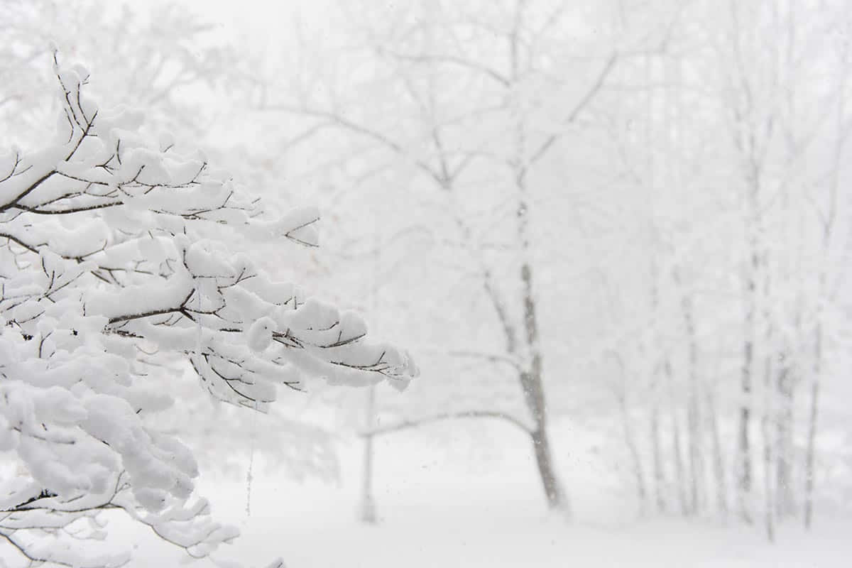 雪 桌布 壁紙 — 積雪的樹枝框住了一個被飄雪和薄霧籠罩的柔和白色冬日森林。