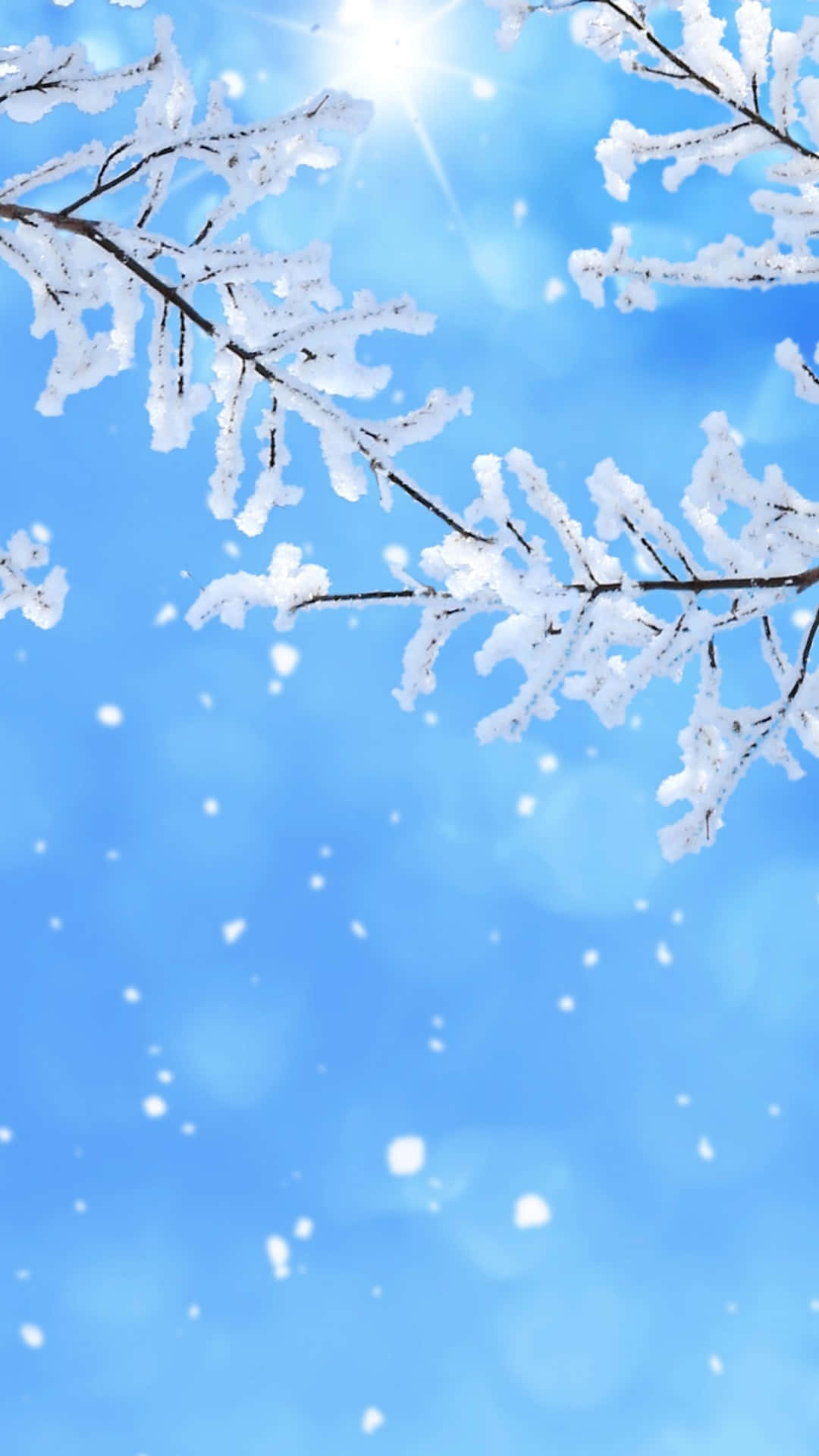 Snow Falling 桌布 壁紙 — 積雪的樹枝框住了一片明亮的藍天，伴隨著太陽耀斑和飄落的雪花。
