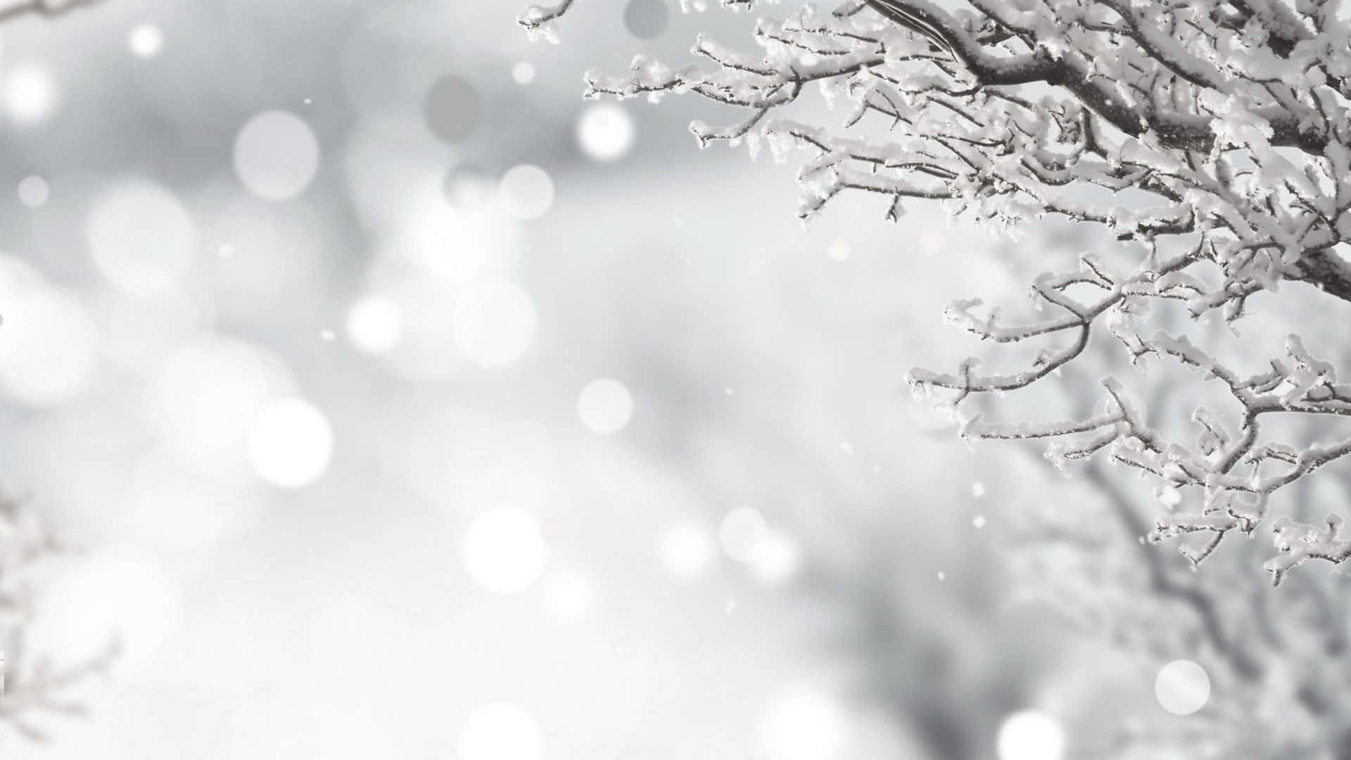 雪 桌布 壁紙 — 積雪的樹枝框出一個柔和的散景冬日場景，伴隨著輕柔飄落的雪花。