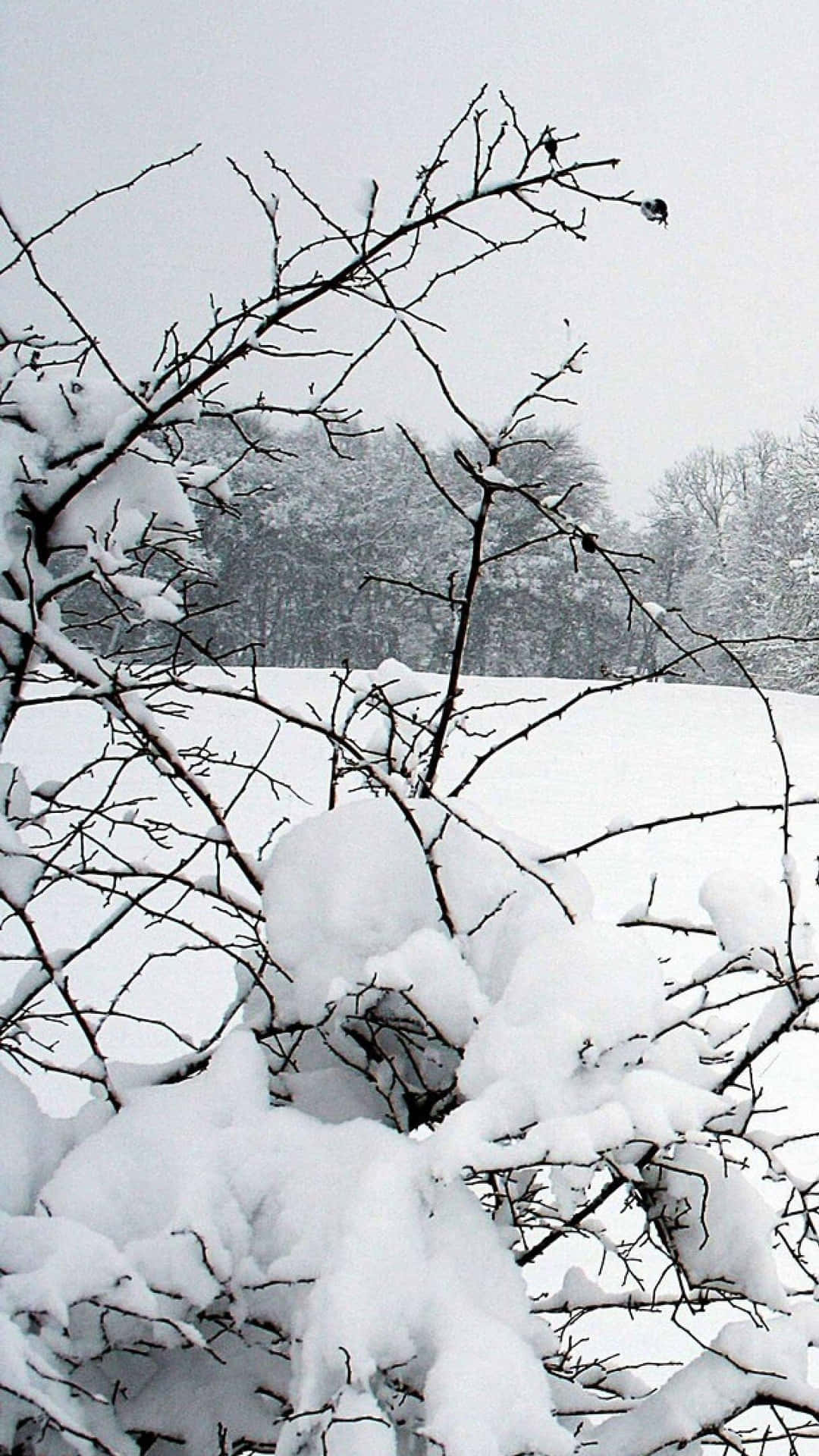  壁紙 — 積雪的裸露樹枝框住了陰天下一片寧靜的冬季景觀。