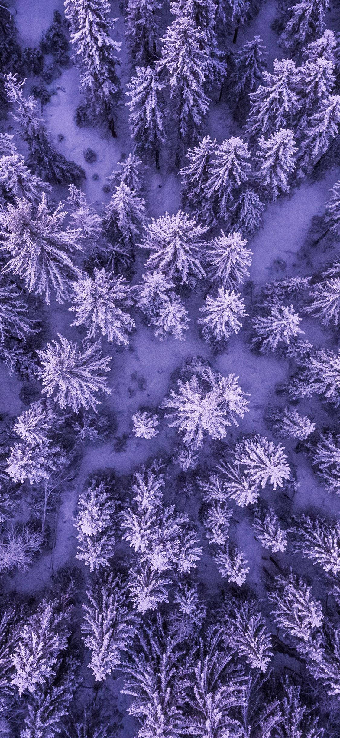 iPhone 11 Purple 桌布 壁紙 — 空中俯瞰被雪覆蓋的松樹在紫色暮光天空下閃耀。