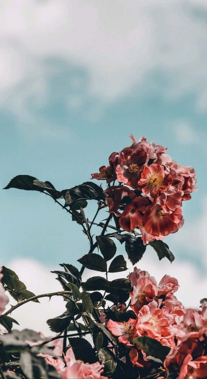 空中繁花 壁紙