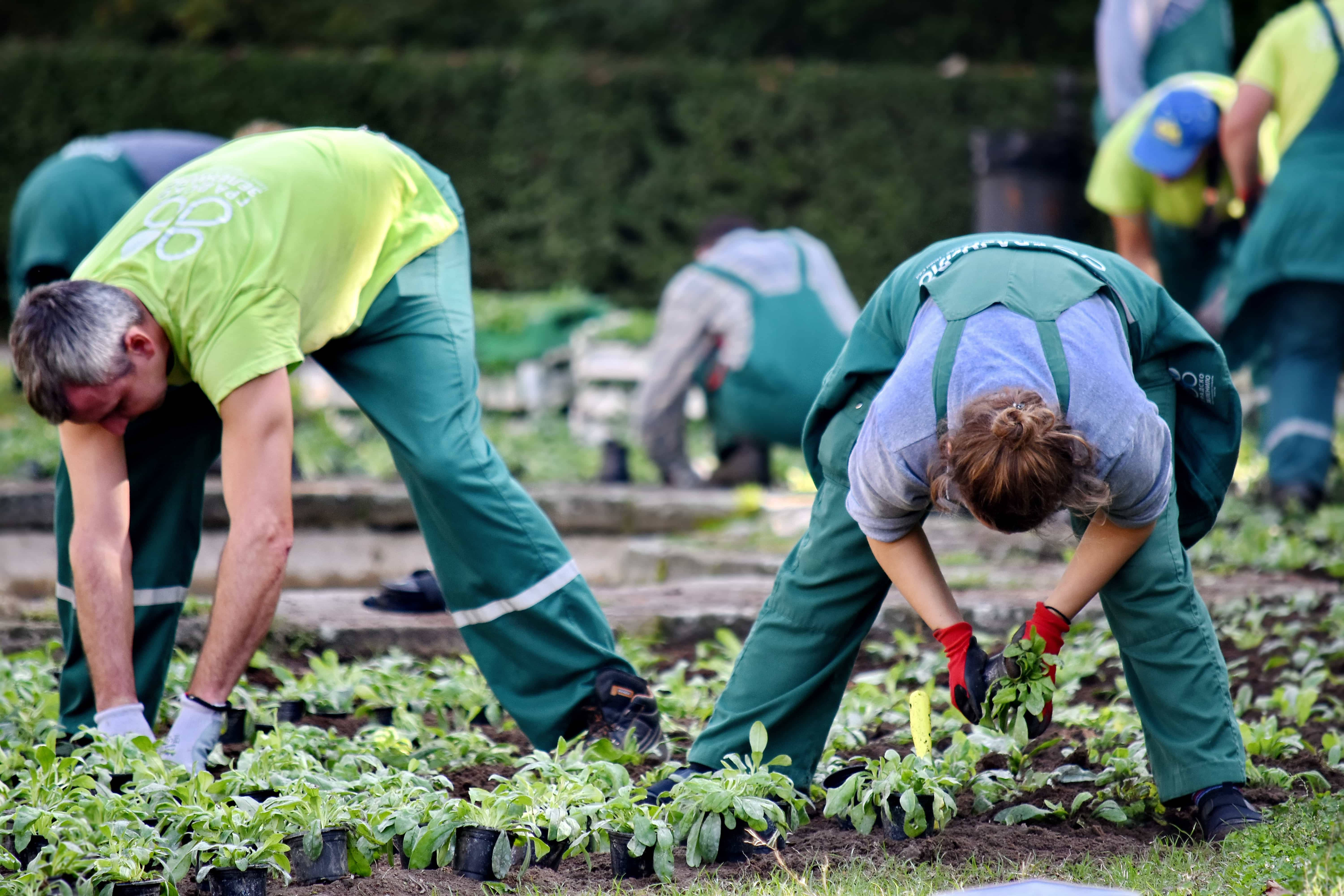 Gardening 桌布 壁紙 — 穿著綠色連身工作服的志工在柔和日光下，於茂盛的花壇中整齊地種植幼苗。