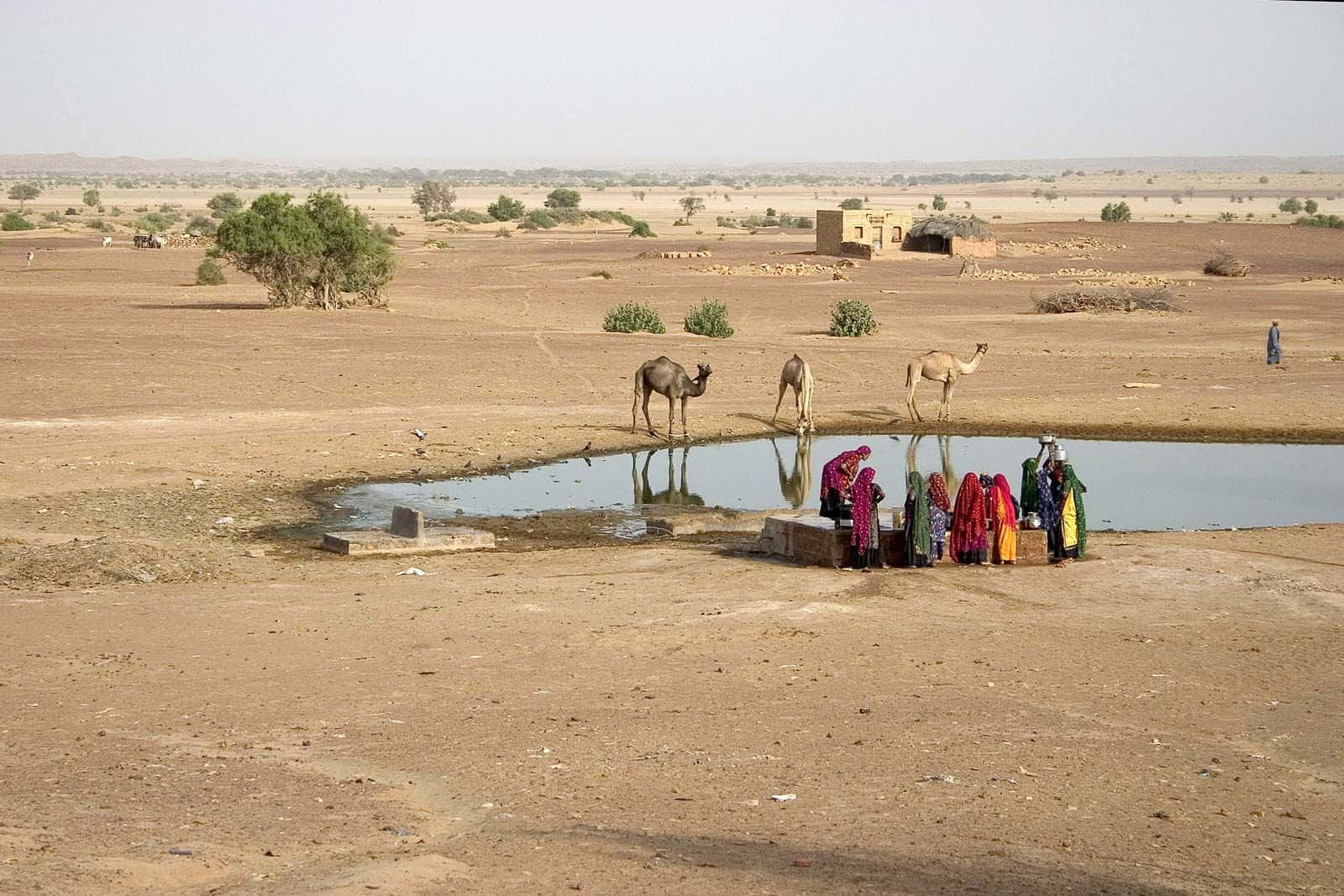 Rajasthan 桌布 壁紙 — 穿著色彩繽紛紗麗的女性聚集在乾燥沙漠景觀中的水坑旁，附近有駱駝在飲水。