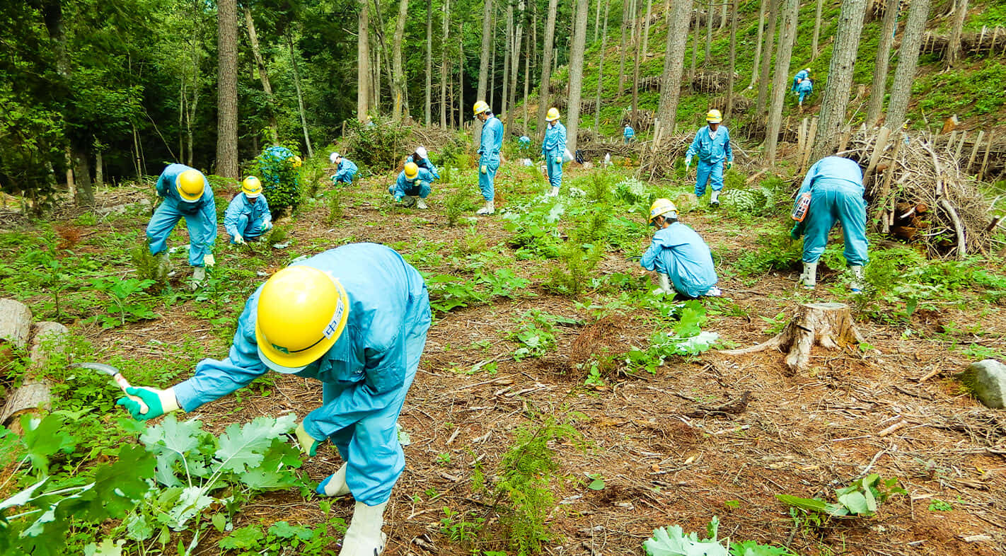 Forest Conservation 桌布 壁紙 — 穿著藍色制服和黃色頭盔的工人在陽光明媚的林間空地上種植樹苗。