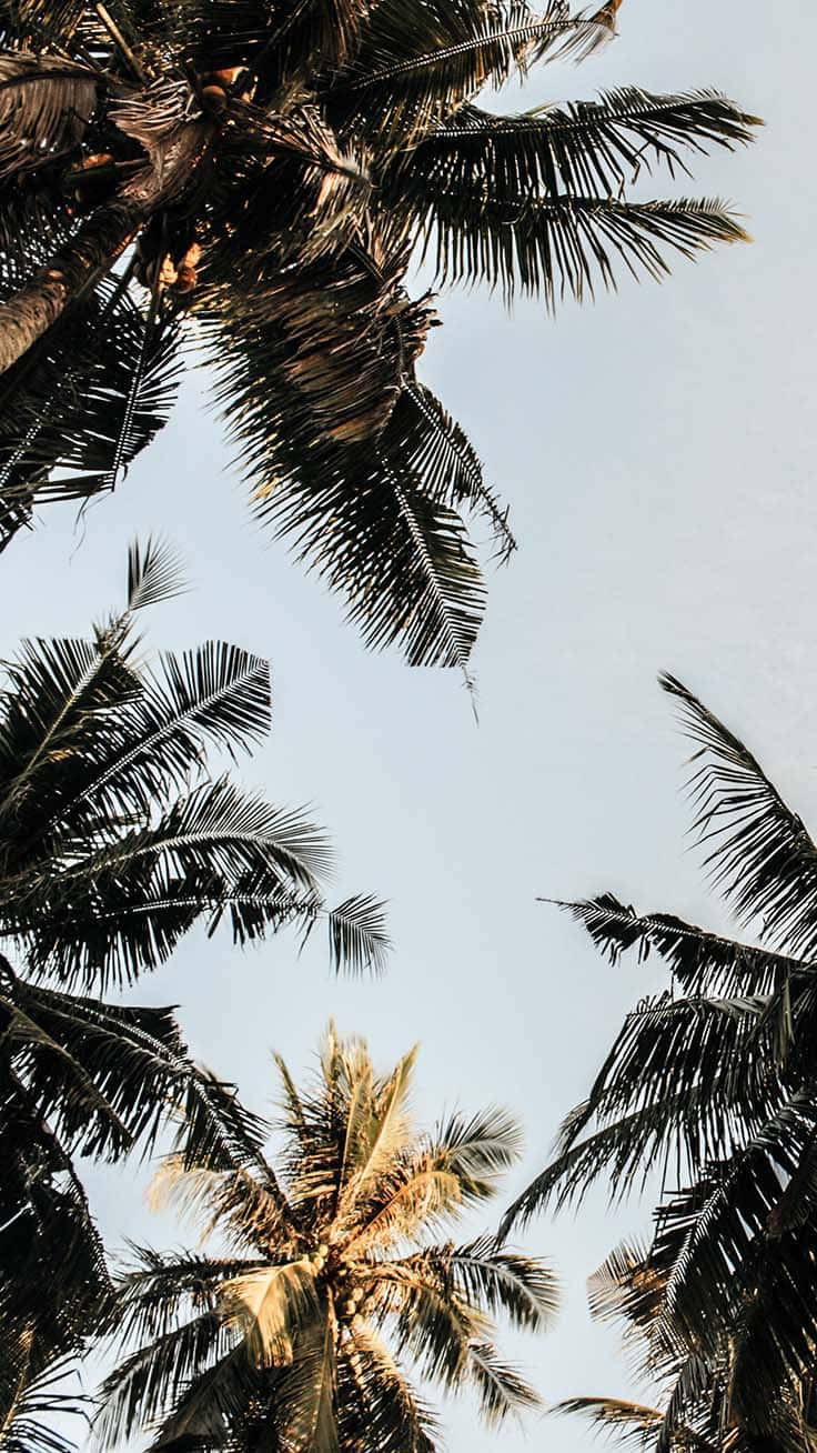 Cute Palm Tree 桌布 壁紙 — 穿過茂密的棕櫚葉仰望明亮淡藍色的天空，陽光透過樹葉灑落。