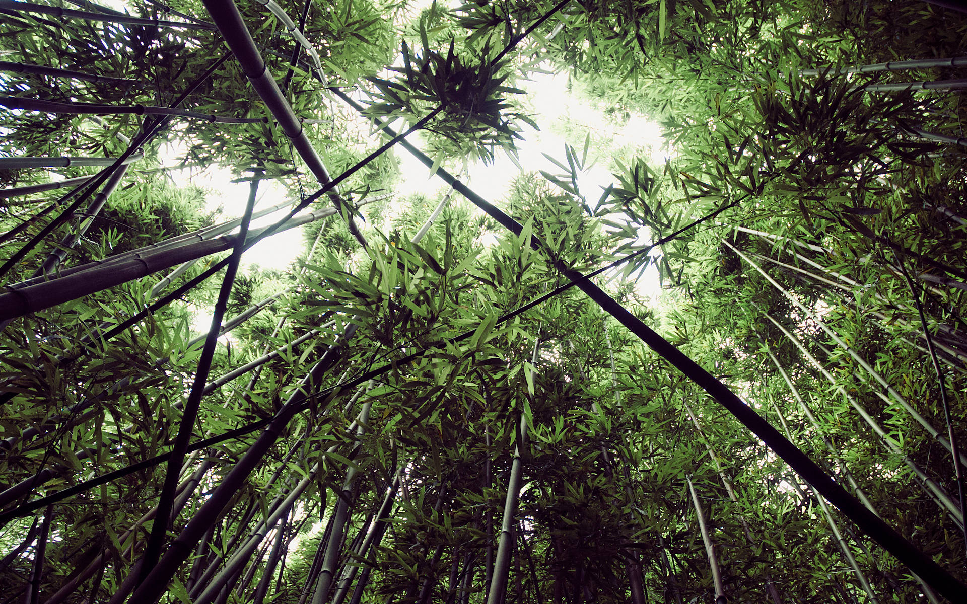 Bamboo HD 桌布 壁紙 — 穿過茂密的竹林樹冠向上看，陽光透過鮮綠的樹葉灑落。