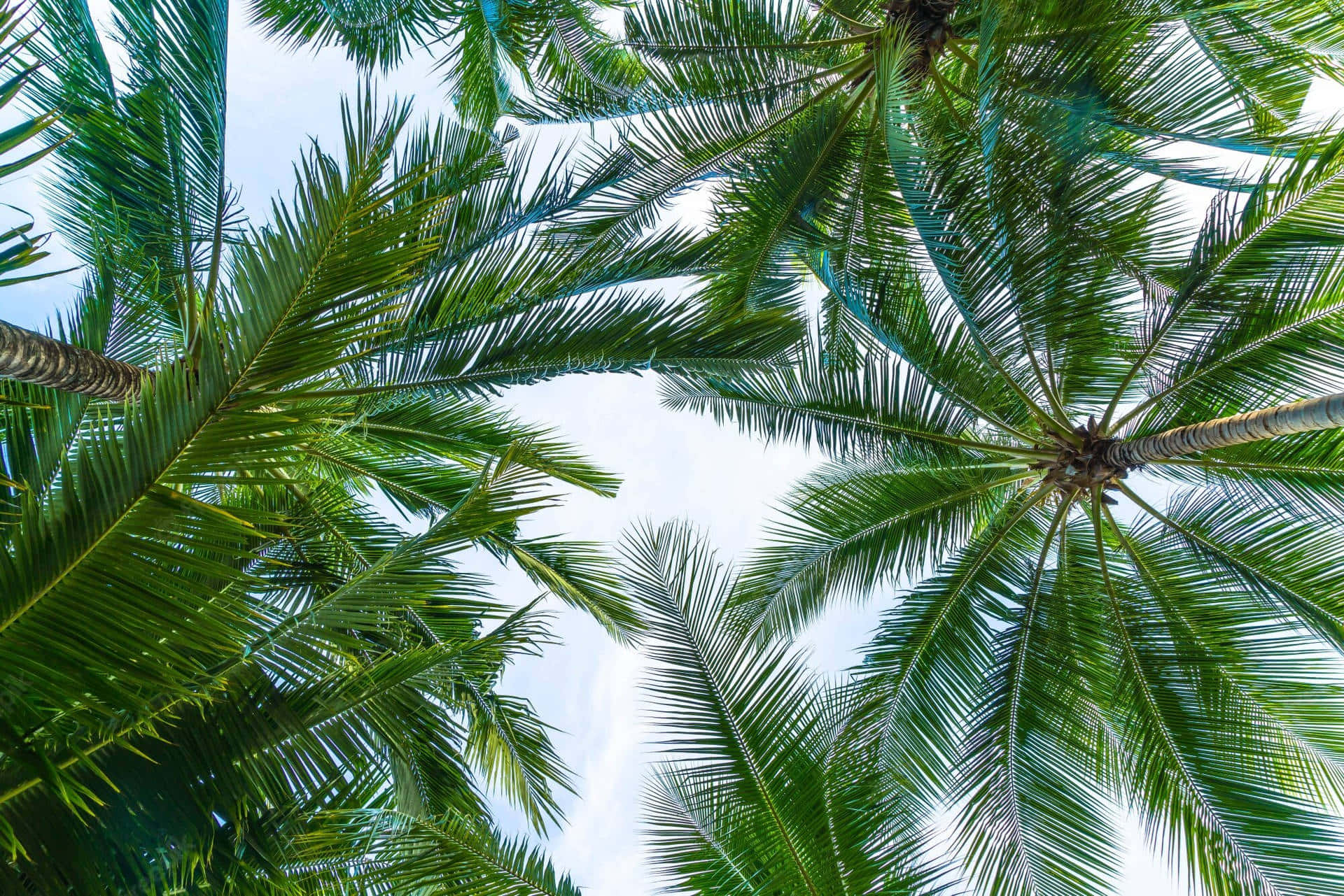 Coconut Tree 桌布 壁紙 — 穿過茂密的綠色棕櫚葉仰望明亮的藍天，天空中有柔軟的白雲。