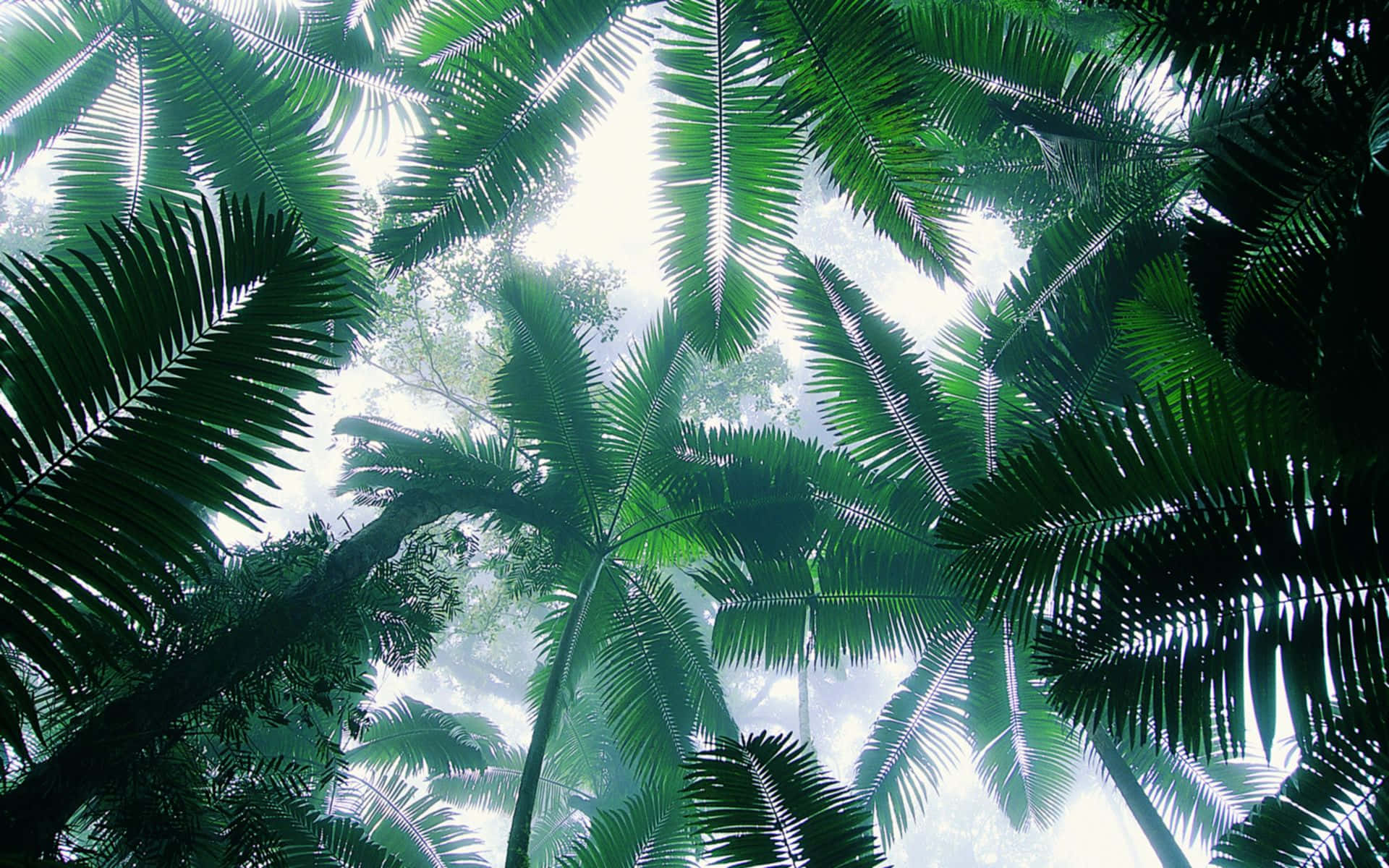 Coconut Tree 桌布 壁紙 — 穿過茂密的綠色棕櫚葉向上仰望，熱帶叢林中明亮的霧氣天空。