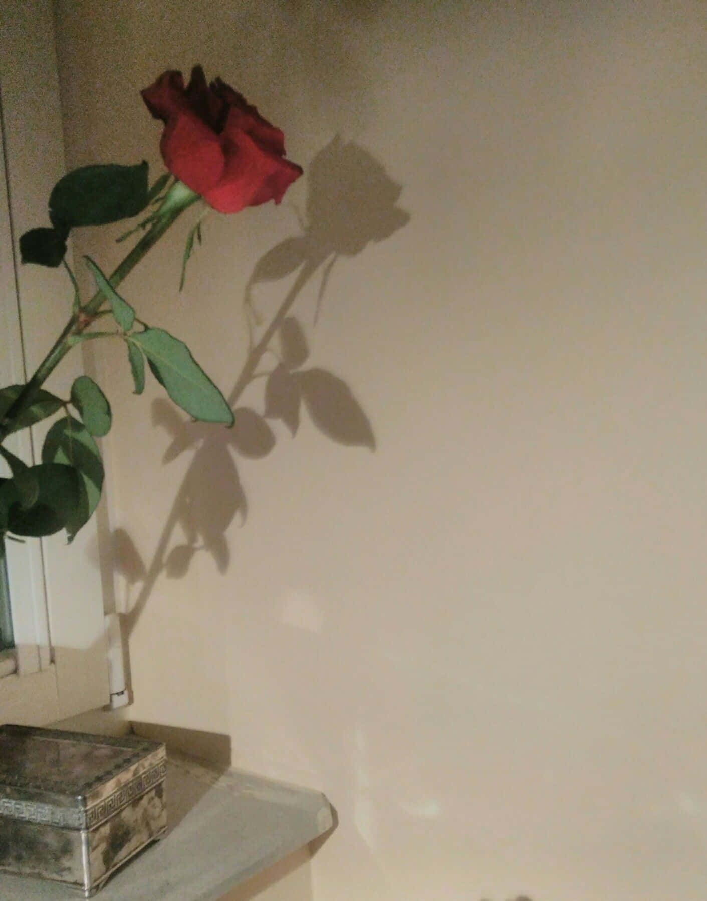Aesthetic Rose 桌布 壁紙 — 窗台上，一朵紅玫瑰在米色牆壁上投下清晰的陰影，旁邊有一個復古銀盒。