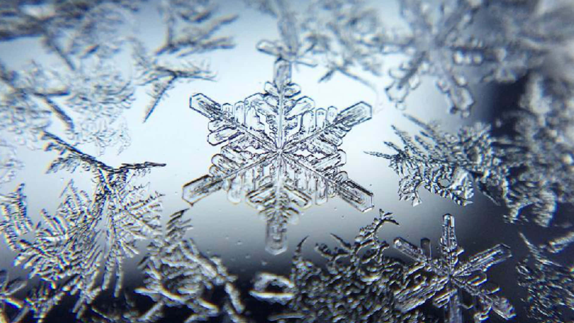 雪花 桌布 壁紙 — 窗玻璃上複雜的冰晶形成精緻雪花的特寫，帶有柔和的藍色和白色色調。