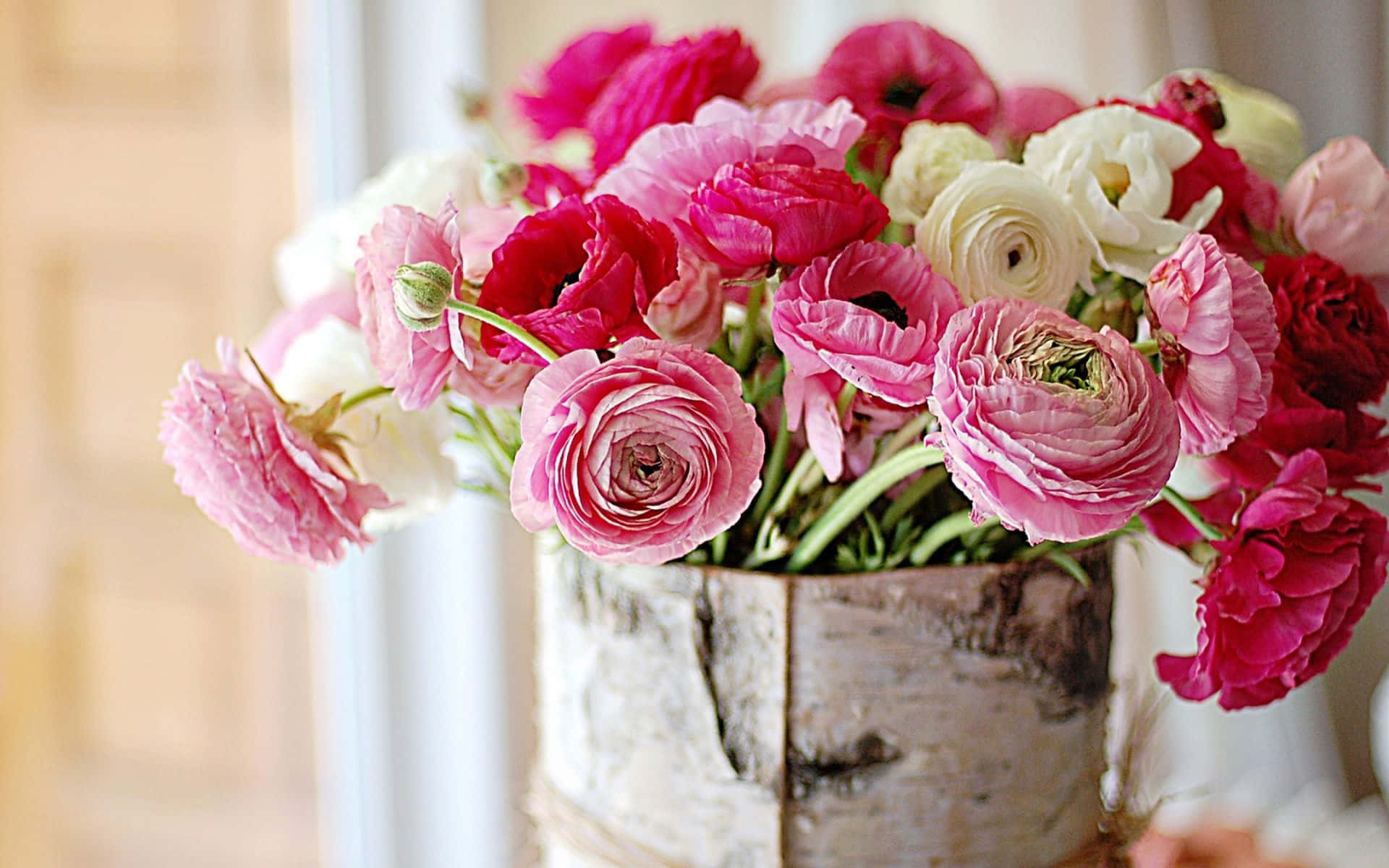 Peony 桌布 壁紙 — 窗邊一個樸素的白樺樹皮花瓶裡插著一束充滿活力的粉紅色和白色毛茛花。