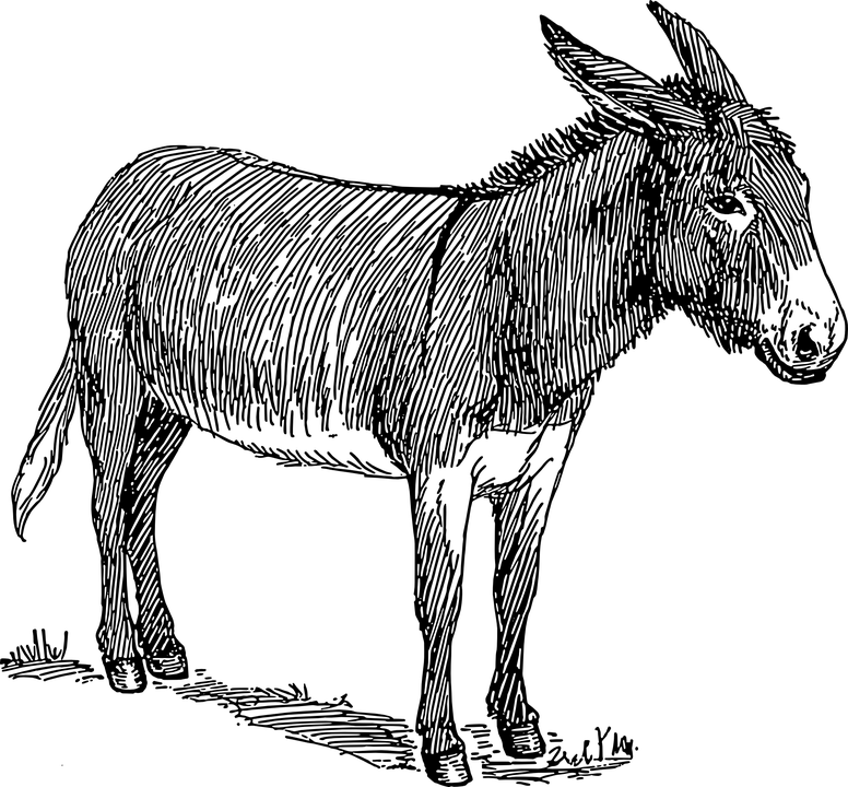 站立的驢子插畫 壁紙