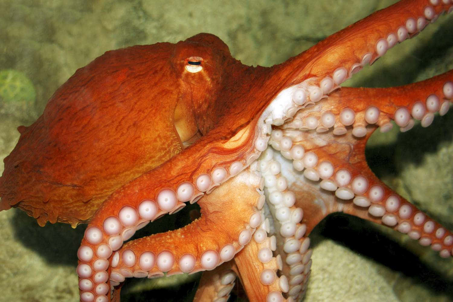 章魚在海洋中游動 壁紙