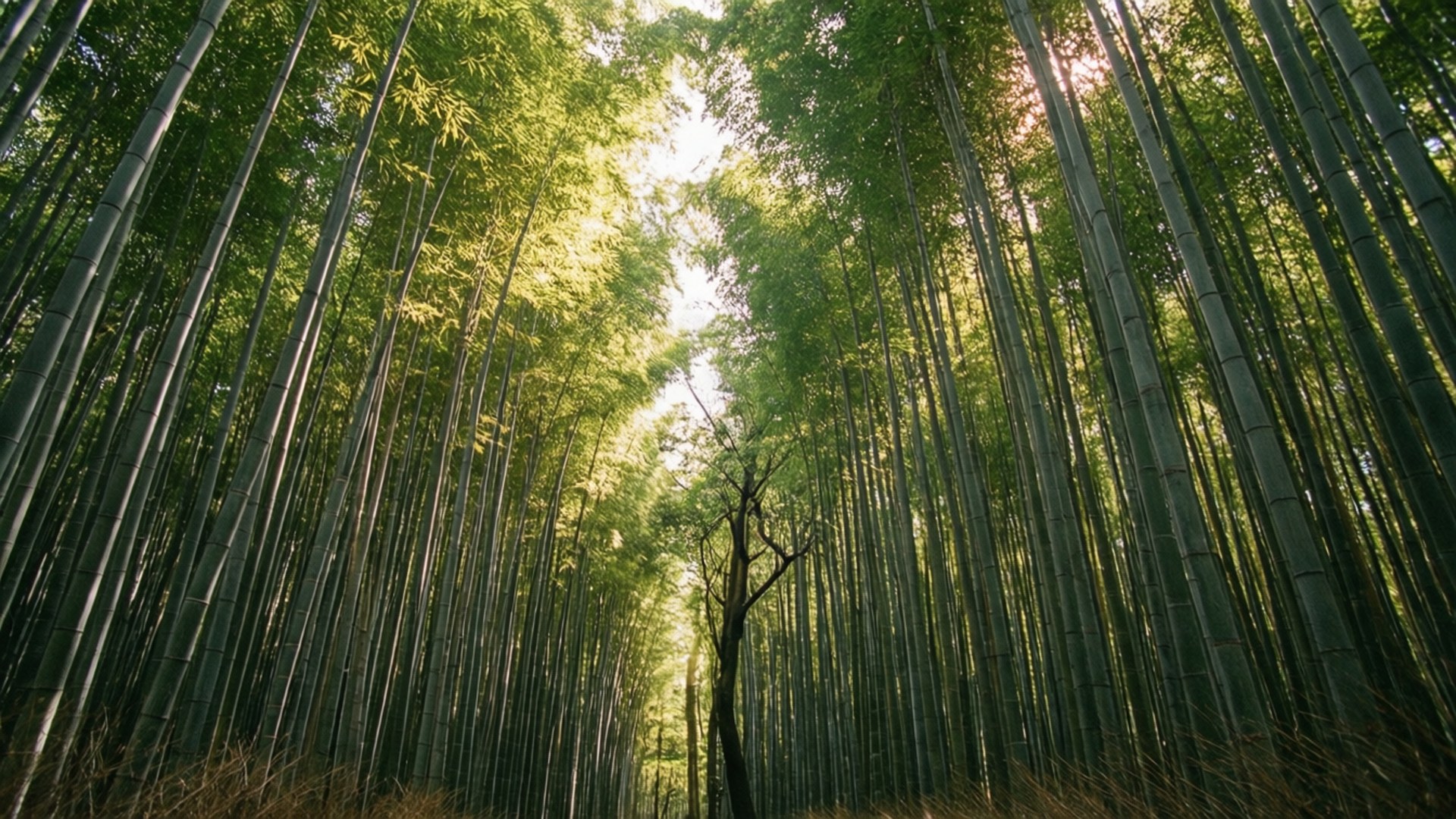 嵐山迷人的竹林小徑
