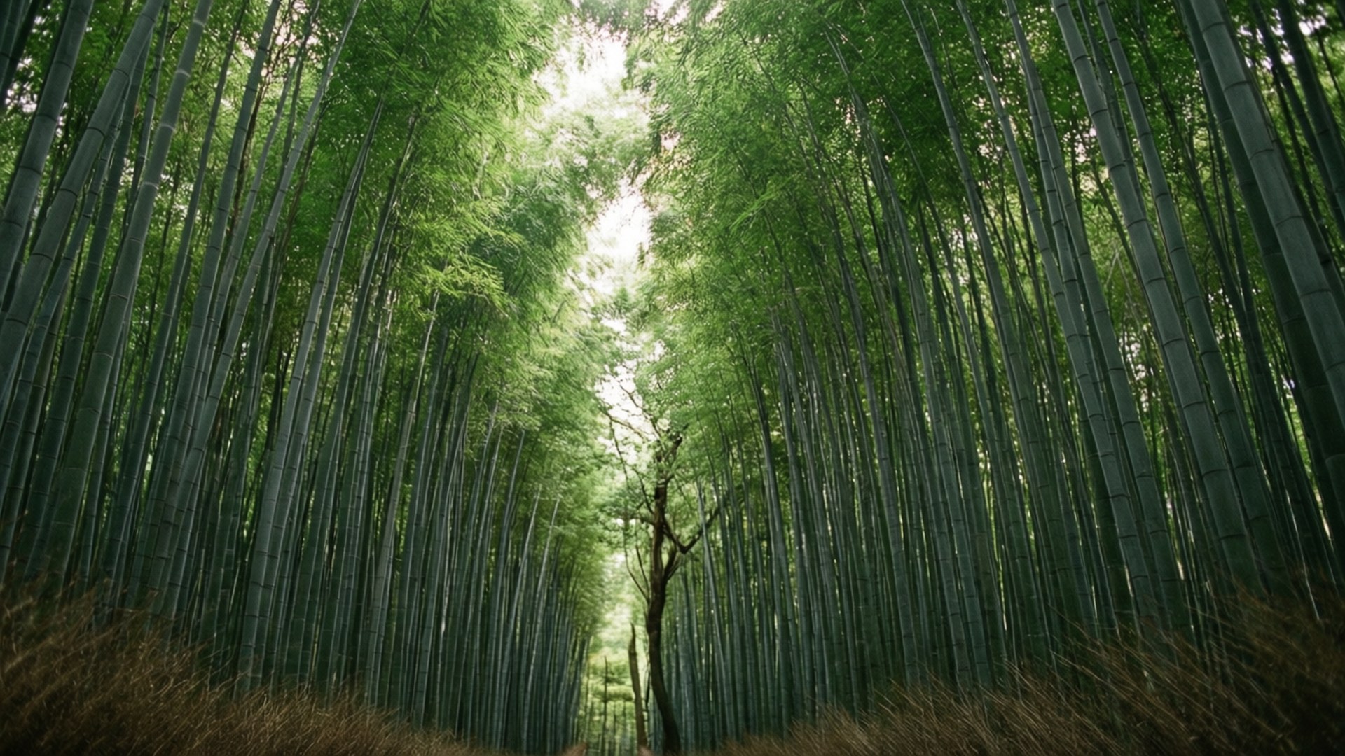 嵐山竹林小徑，陽光穿透林間