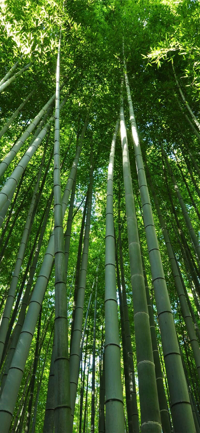 竹林桌布 - 竹林桌布 壁紙