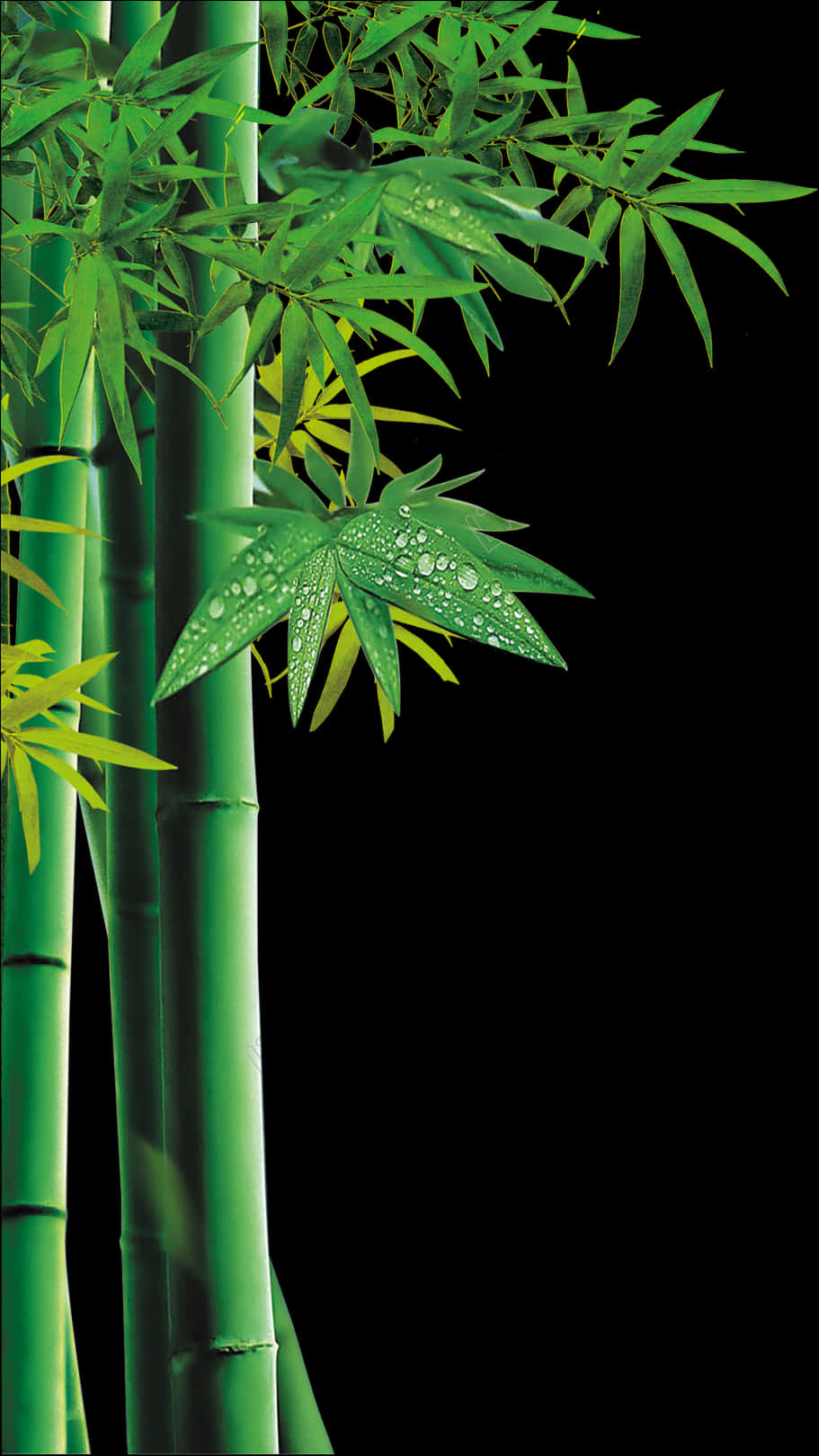 竹林綠意露珠 壁紙