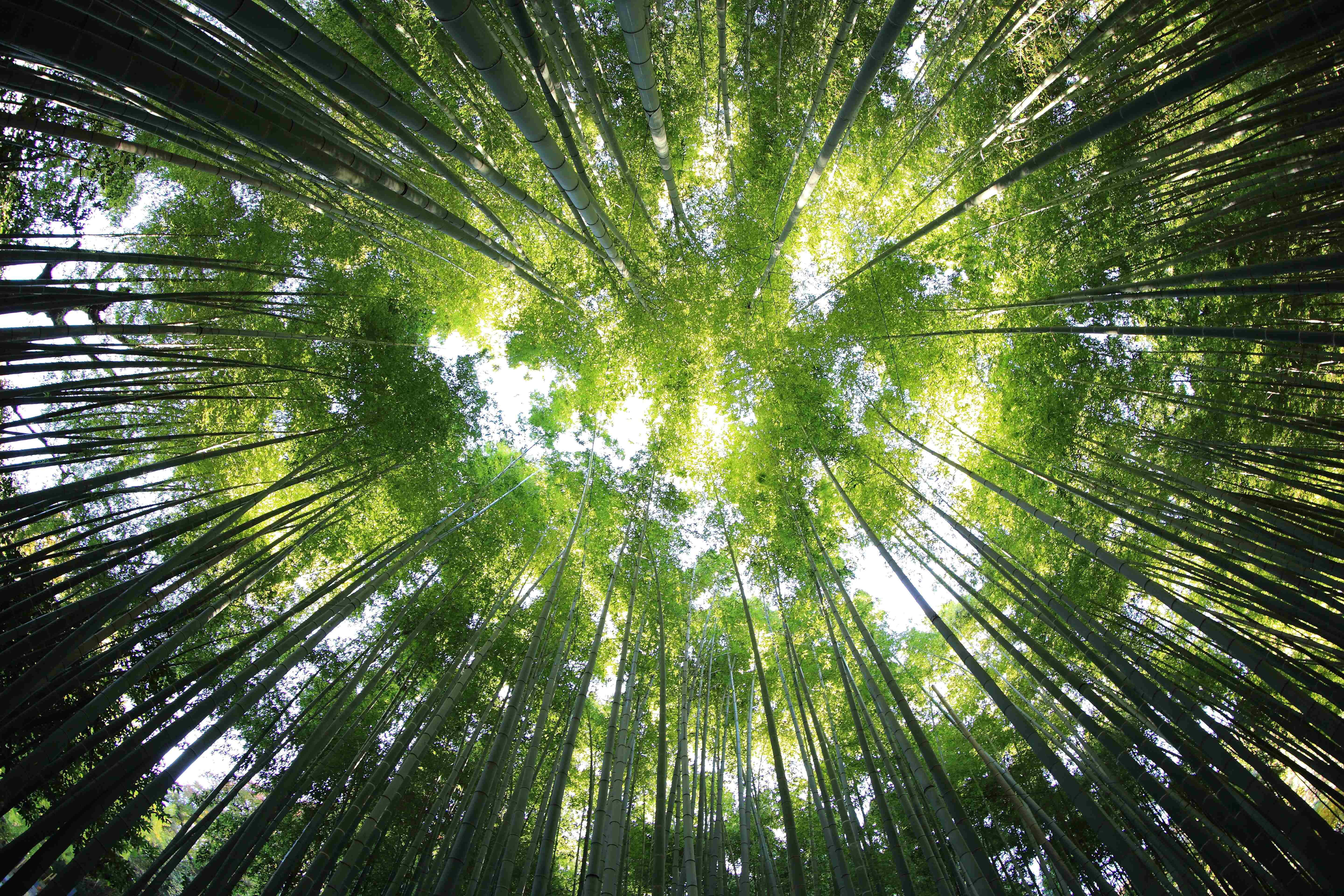 竹林與綠樹景觀 壁紙